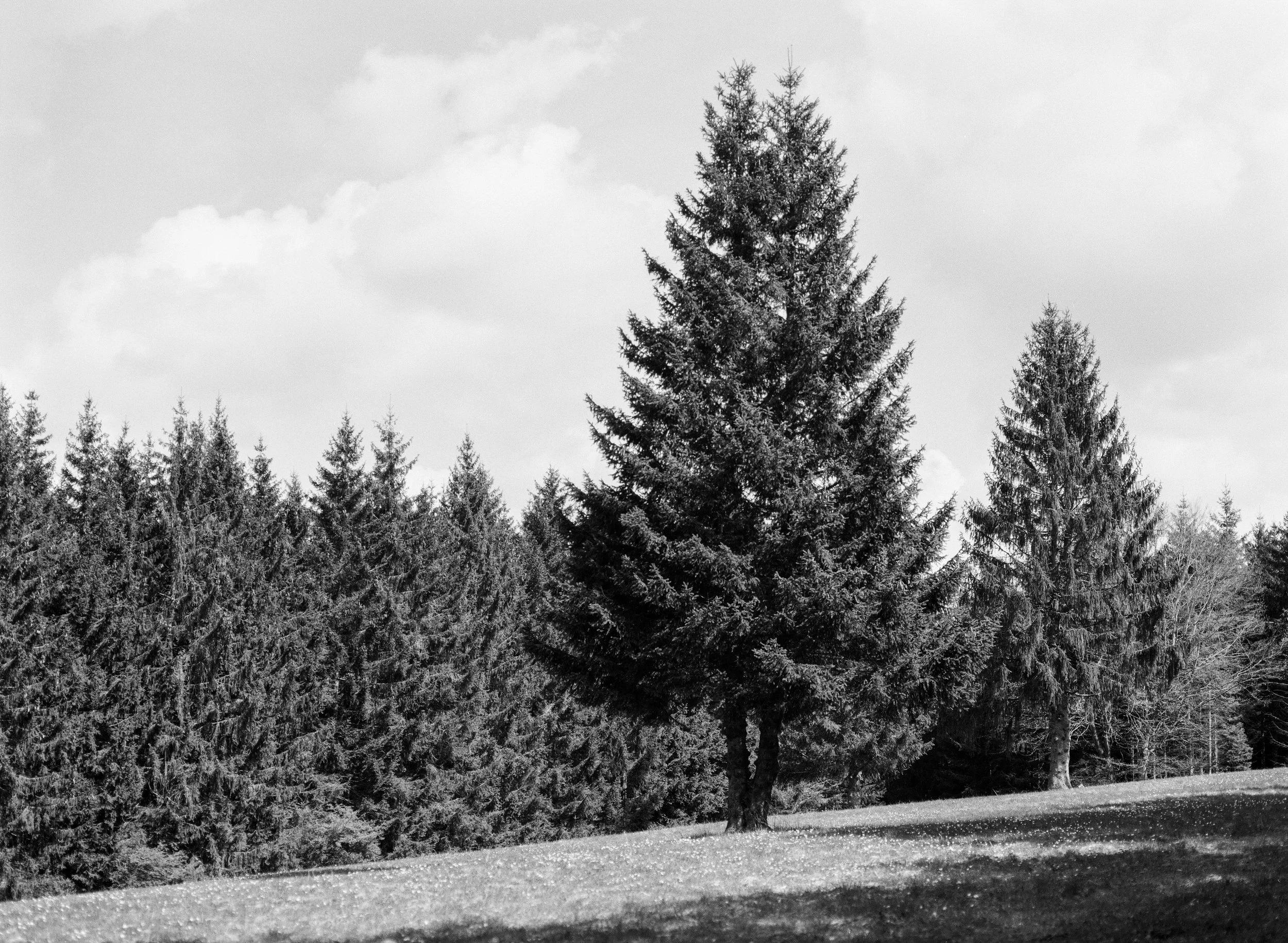 Ein einzelner Tannenbaum im Vordergrund auf einer Wiese, im Hintergrund ein Wald aus gleichartigen Bäumen, Himmel mit Wolken, Schwarz-Weiß-Foto. Kreuzberg Rhön auf BW Film,