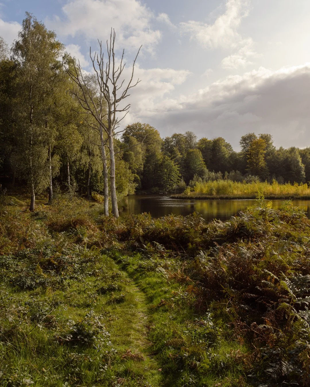 Birch path