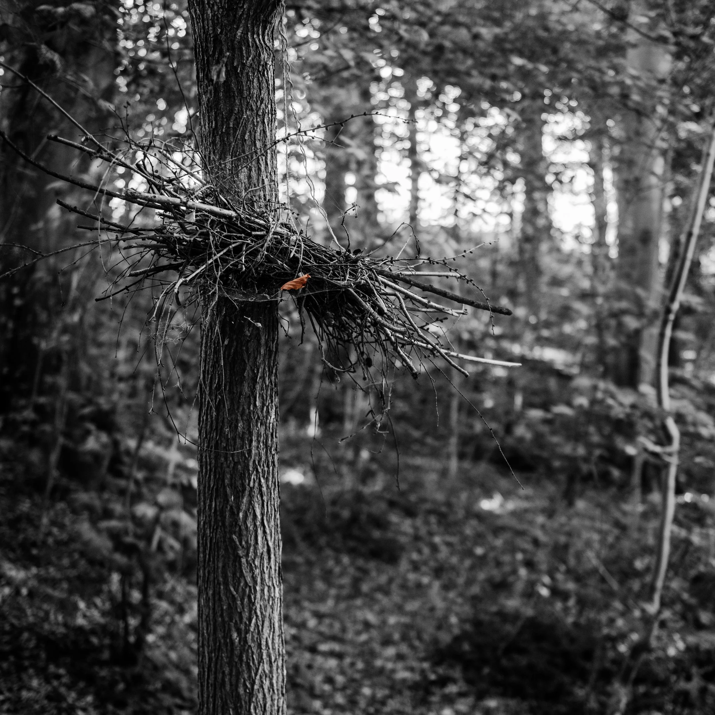 Blair Witch feeling