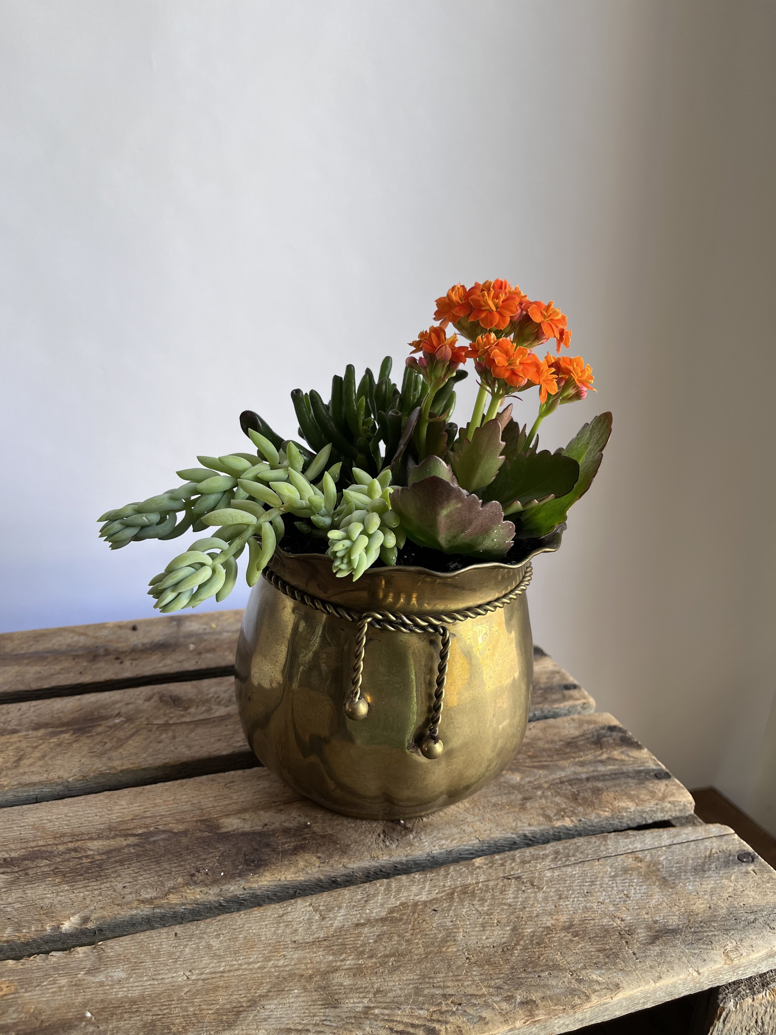 Succulent Garden