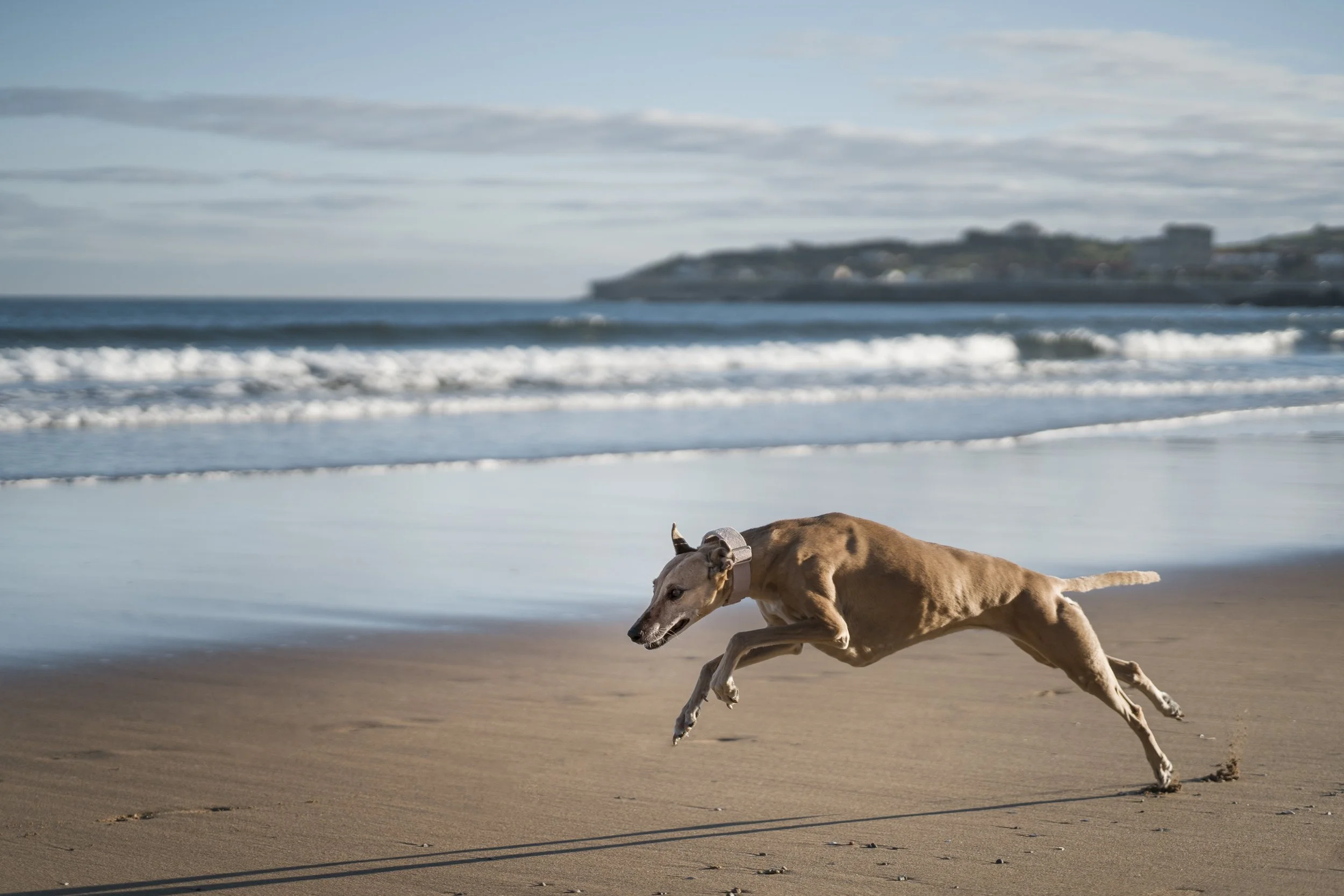 A dog running on a sandy beach near the ocean, with waves and a distant shoreline in the background.