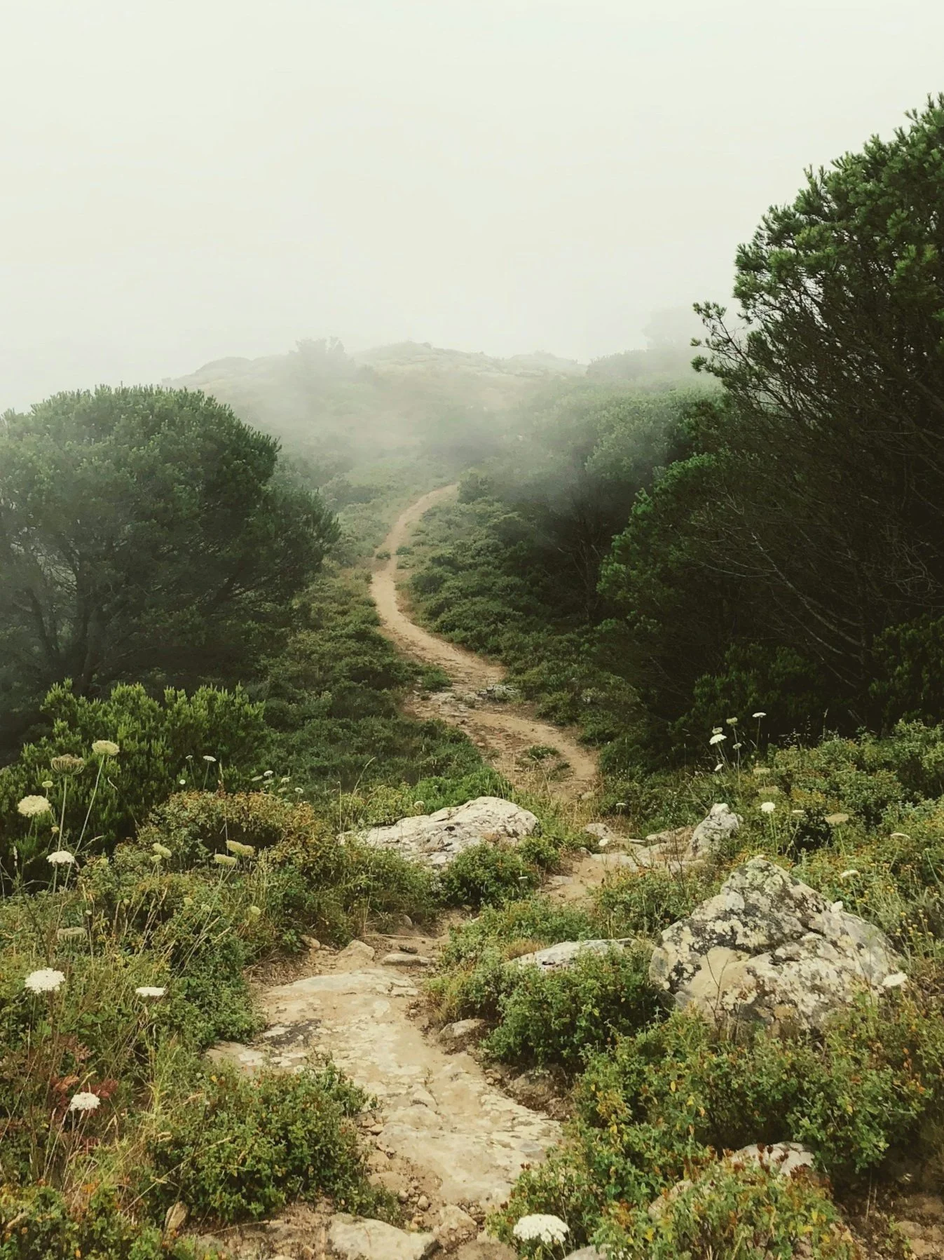 A winding dirt trail through lush green bushes and trees on a foggy hillside.