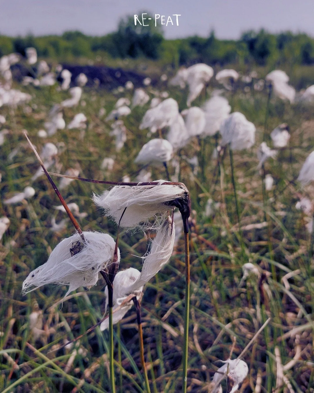 We love this fuzzy plant!

#peatland #wetlands #plants
