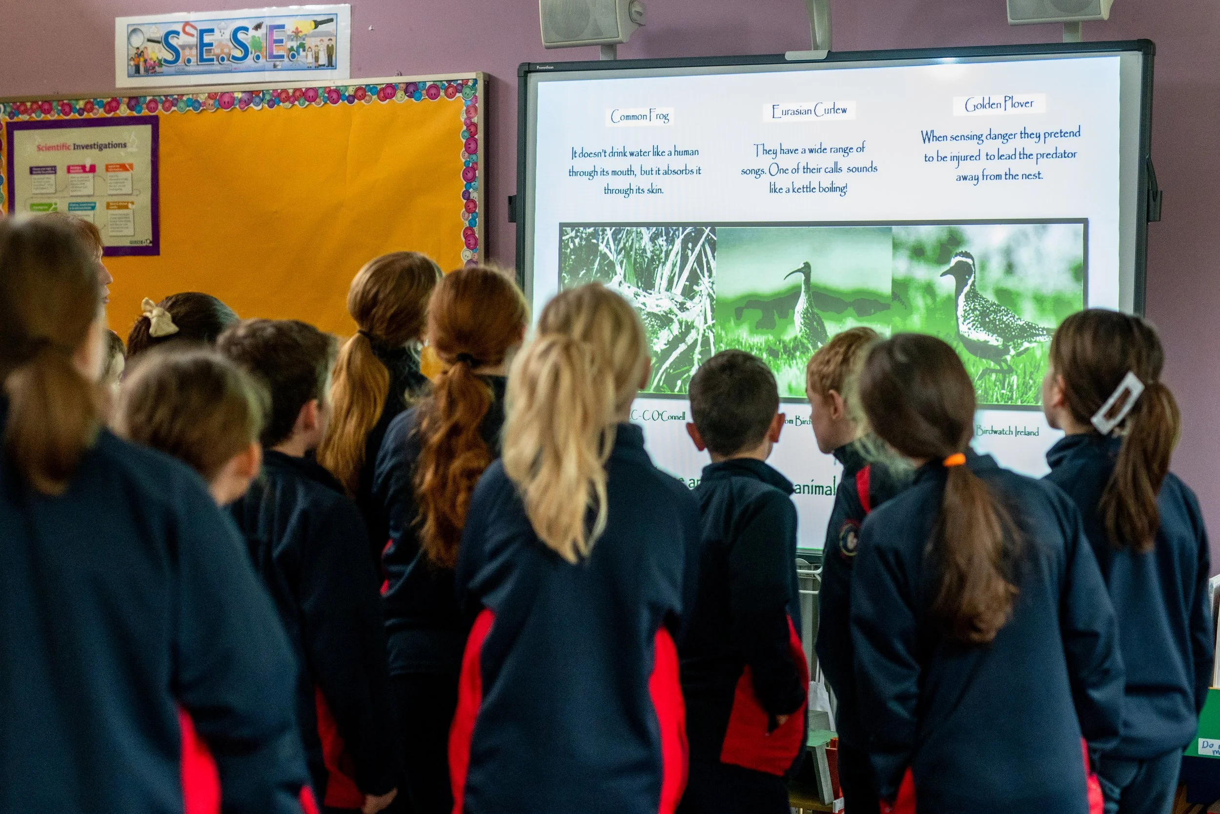 A classroom filled with students watching a presentation on a large screen. The screen displays information comparing different types of birds, including the Common Frog, Eurasian Curlew, and Golden Plover, with images and descriptive text.