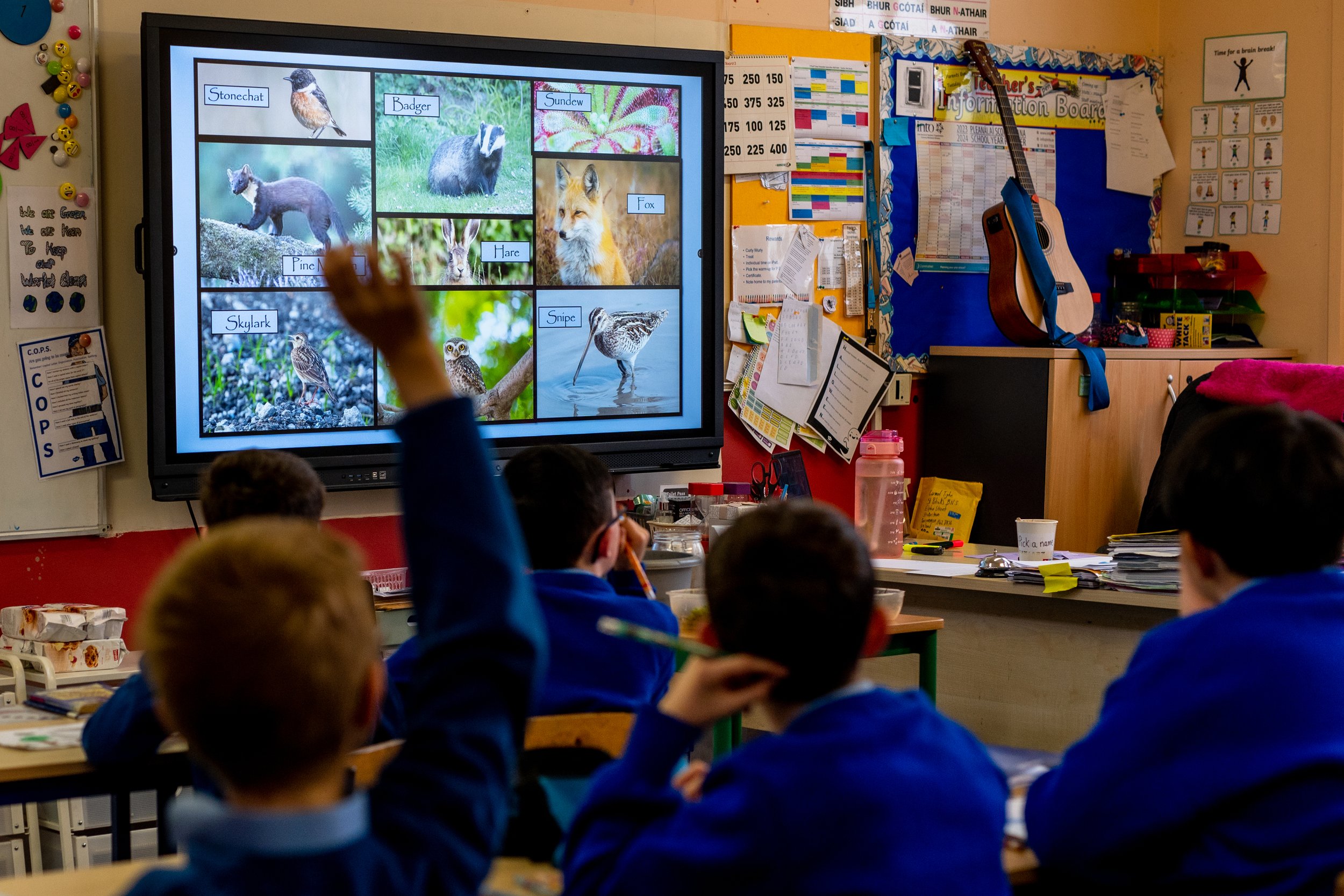 Classroom scene with students in blue uniforms watching a presentation on a large screen displaying pictures of animals labeled 'Stonechat,' 'Badger,' 'Sundew,' 'Fox,' 'Pine Moth,' 'Hare,' 'Skylark,' and 'Snipe.'