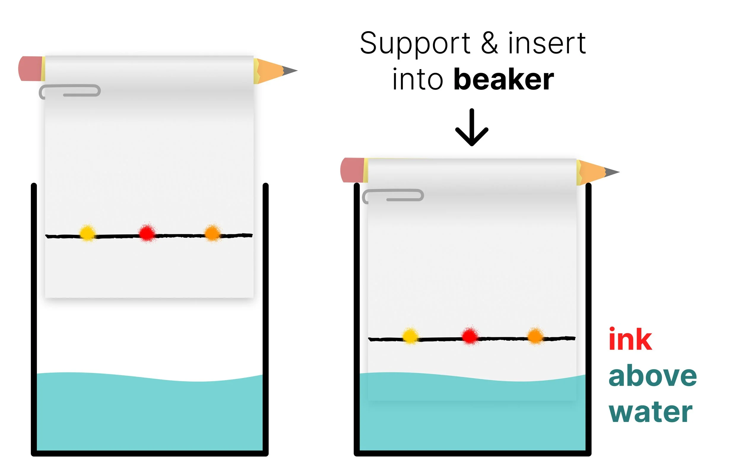 Chromatography paper suspended in a beaker with ink spots above the water level.