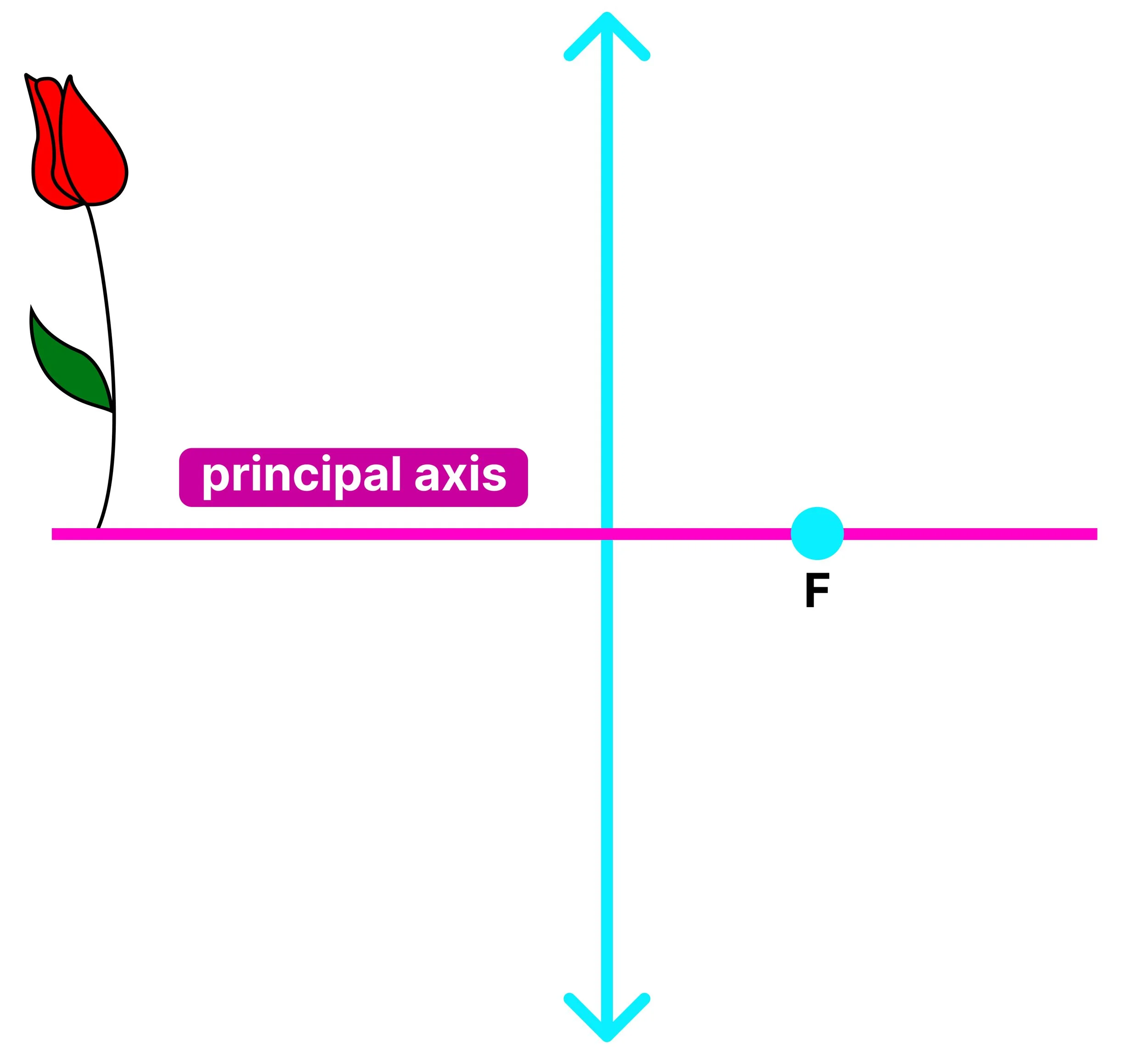 Convex lens ray diagram showing an object, principal axis and principal focus.