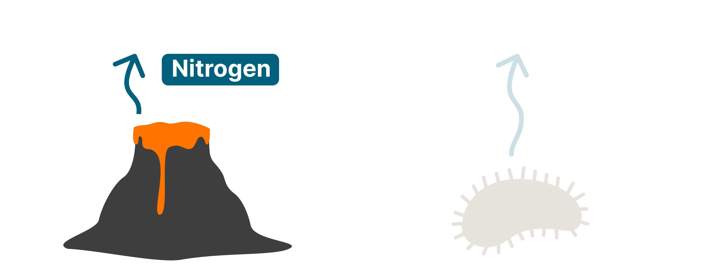 A vector illustration of a grey volcano erupting with orange lava, showing a blue arrow indicating the release of nitrogen gas into the atmosphere. The adjacent bacteria graphic is faded out.