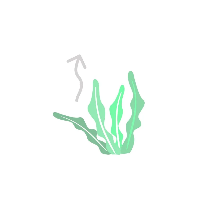 Gases in the Atmosphere