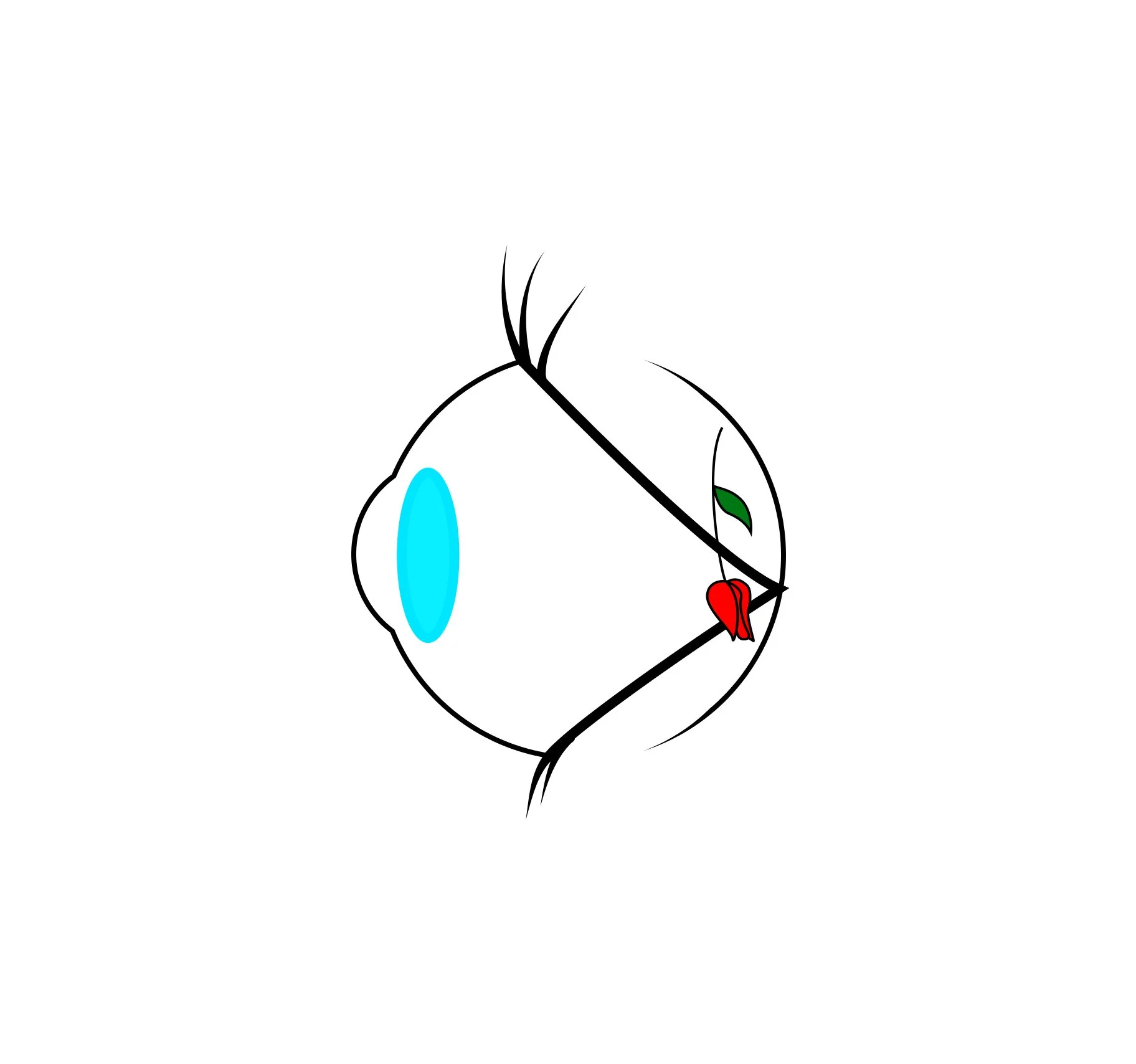 Convex Lenses