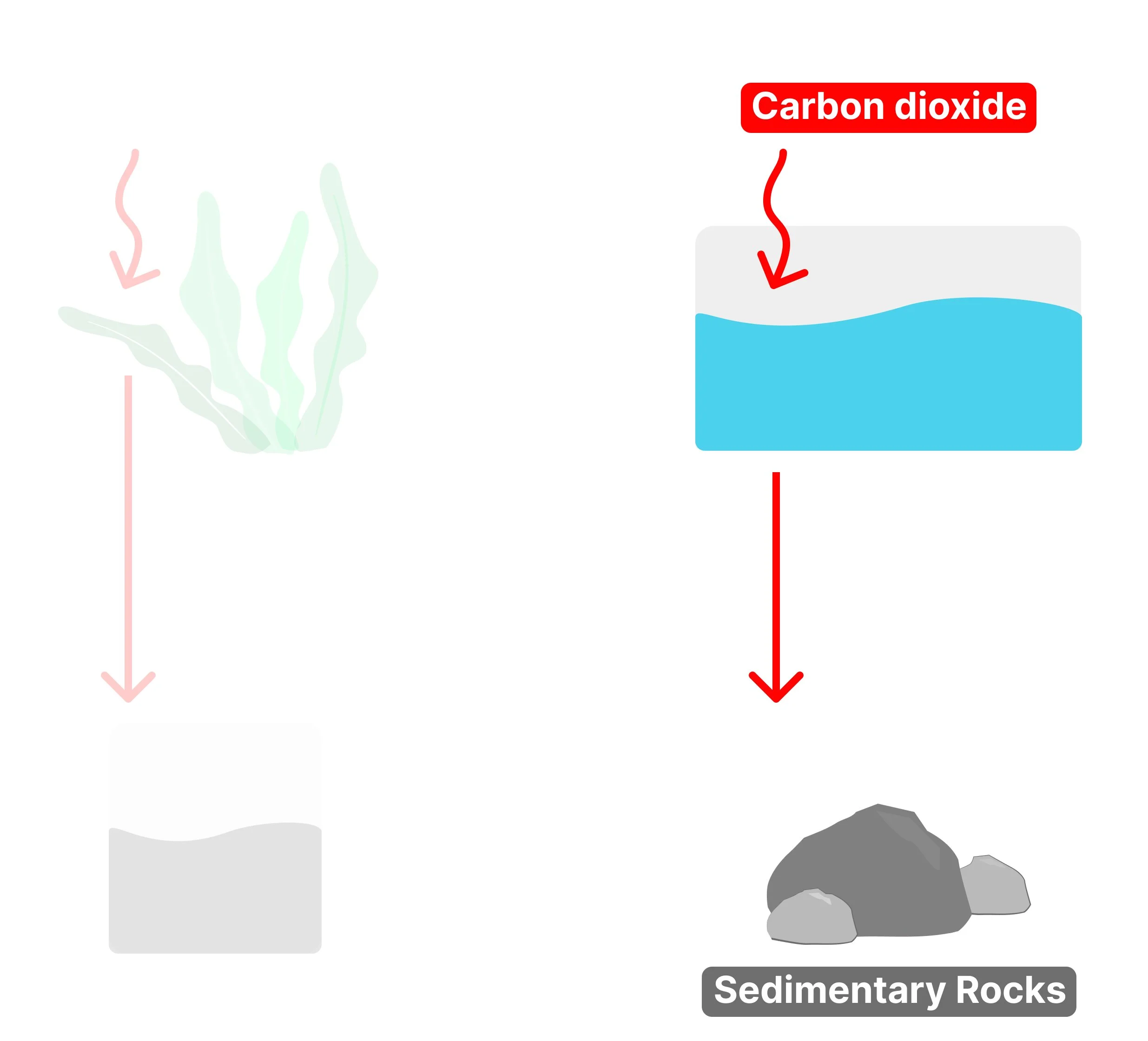 A vector diagram showing carbon dioxide dissolving into a blue body of water and a red arrow pointing down to grey sedimentary rocks, illustrating carbonate precipitation.
