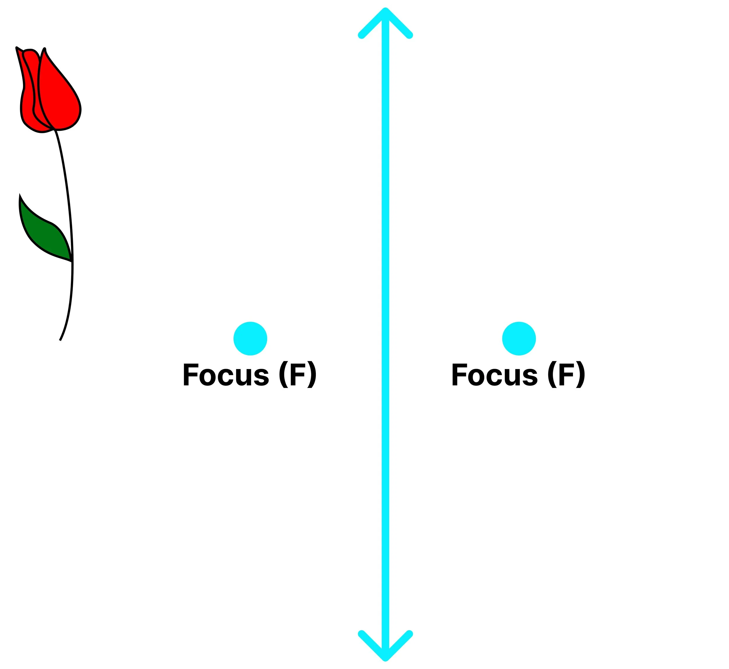 Convex lens ray diagram showing the principal focus on each side of the lens.