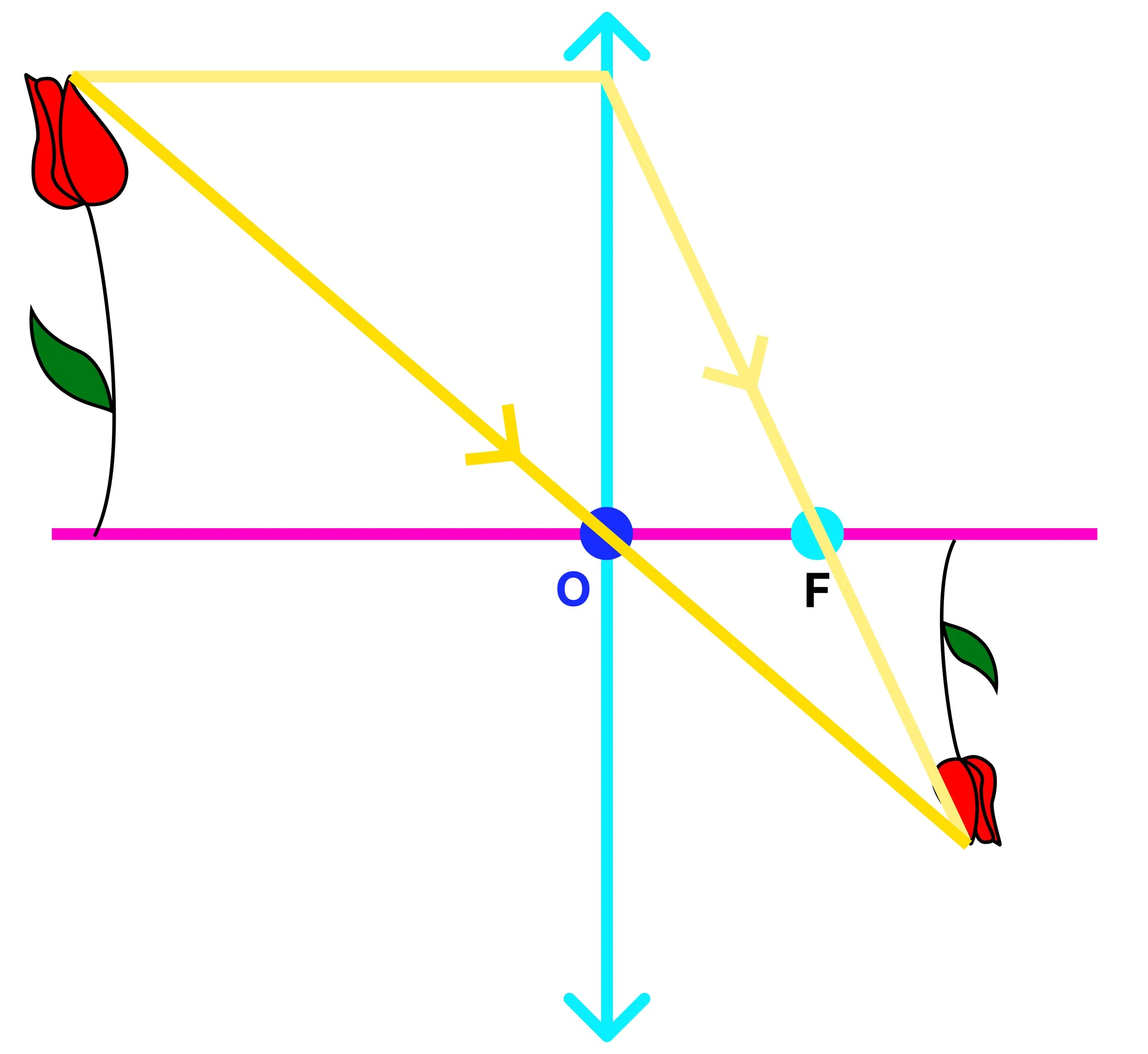 Second ray passing straight through the optical centre of a convex lens and meeting the first ray to form an image.