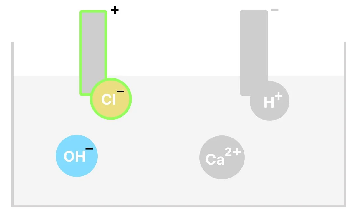 Calcium ion being discharged at the positive electrode (anode) since it is a Halogen.