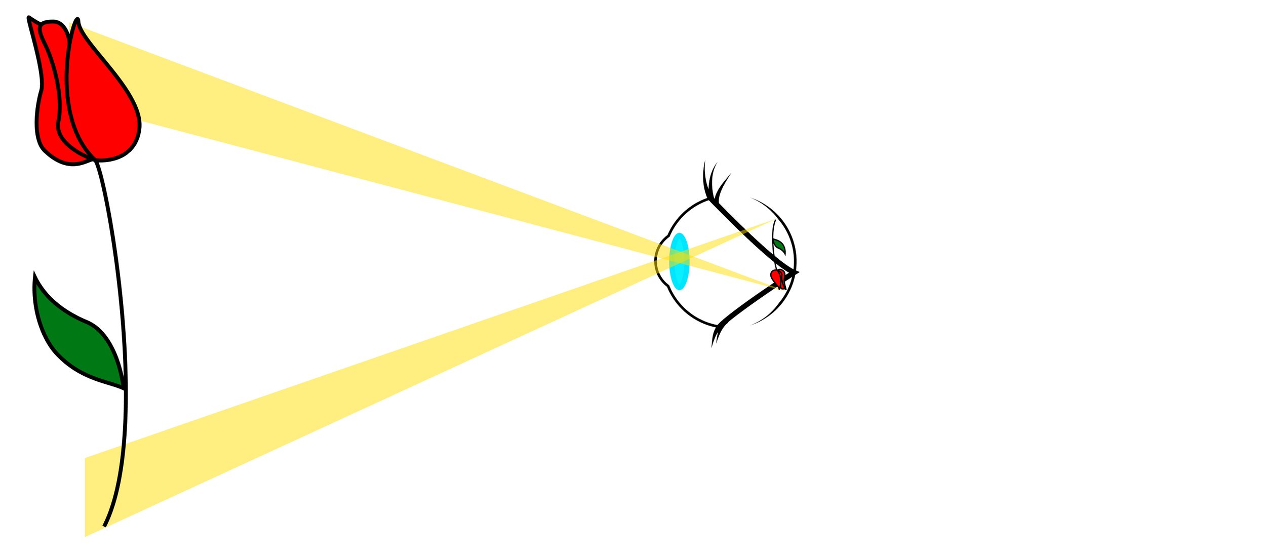 An eye with lens shown, receiving light rays from an object (a rose) and the image produced at the retina of the eye.