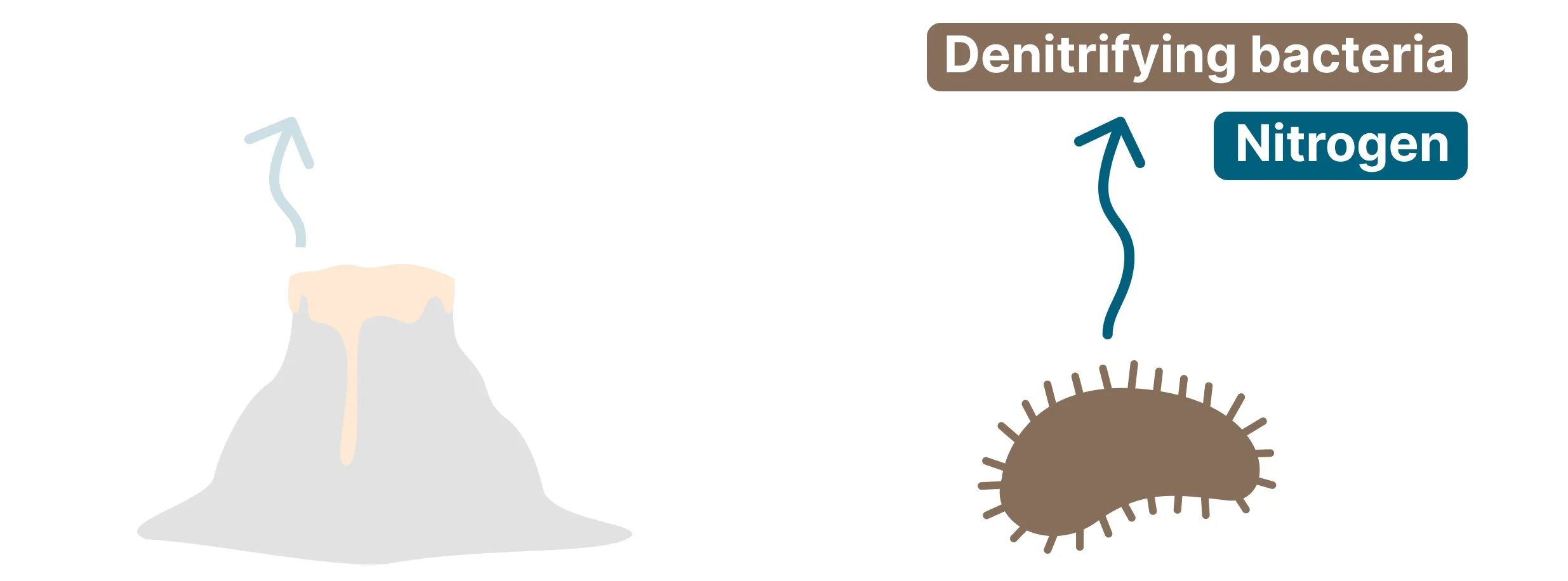A vector diagram of a brown microbe labeled denitrifying bacteria with a blue arrow showing the production and release of nitrogen gas. The adjacent volcano graphic on the left is faded out.