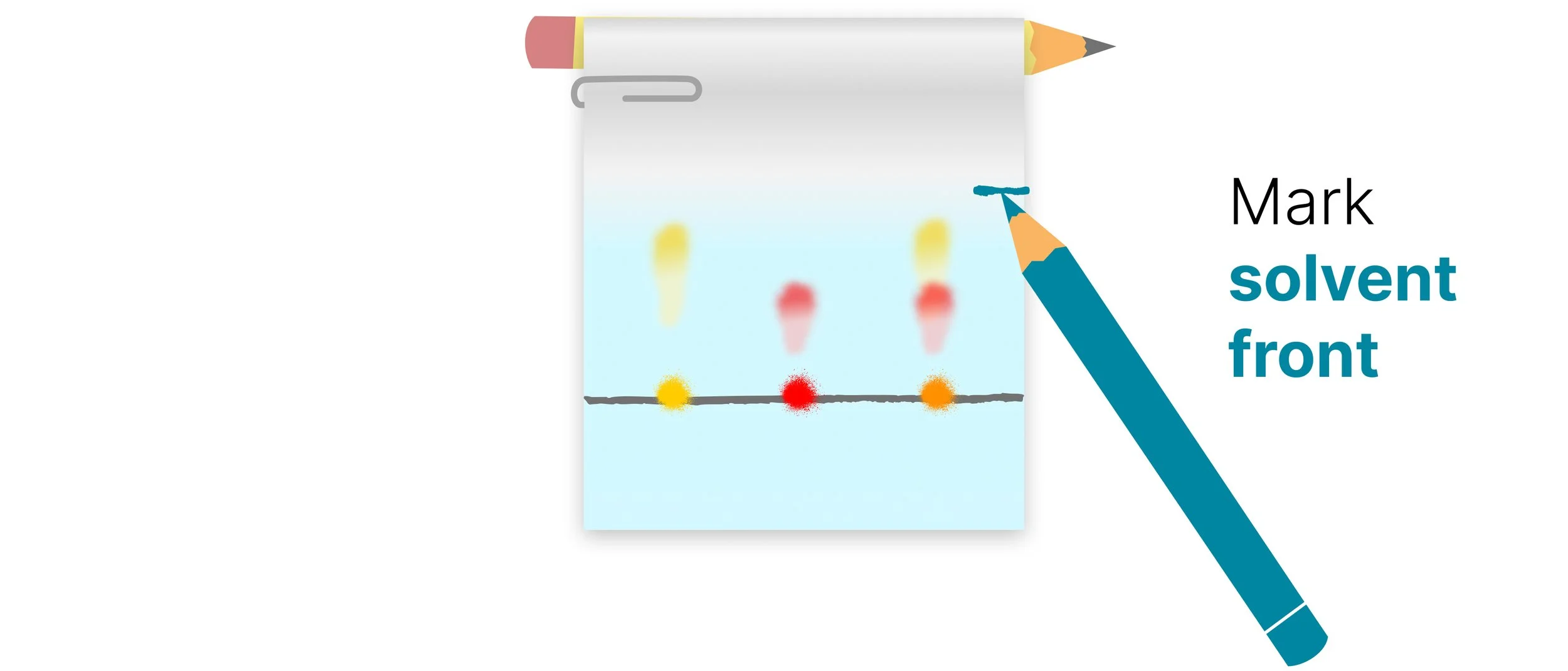 Chromatography paper removed from the beaker, with the solvent front marked in pencil before the paper dries.