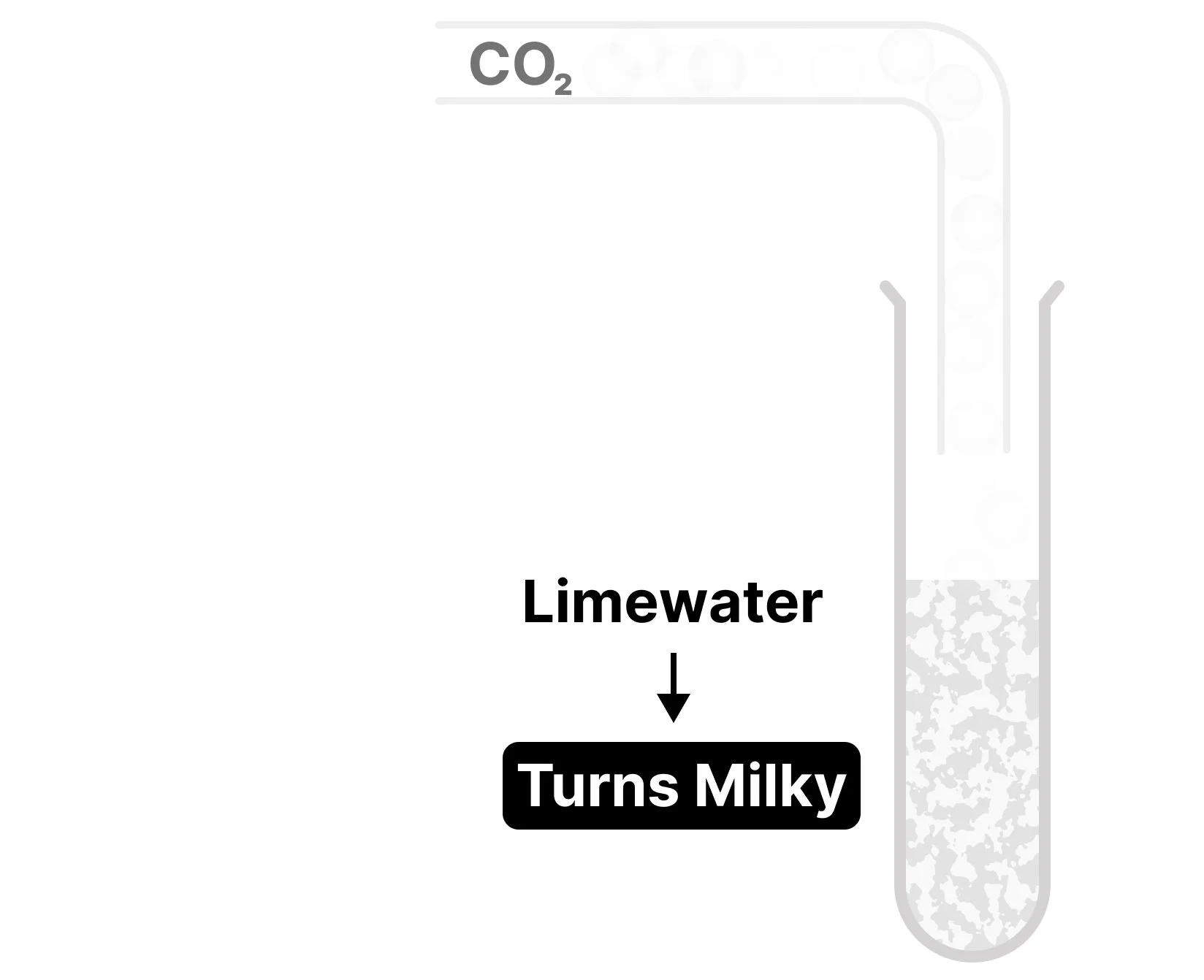 Carbon dioxide test showing limewater in a test tube turning milky when exposed to carbon dioxide gas through a small pipe (that's the observation of this gas test).