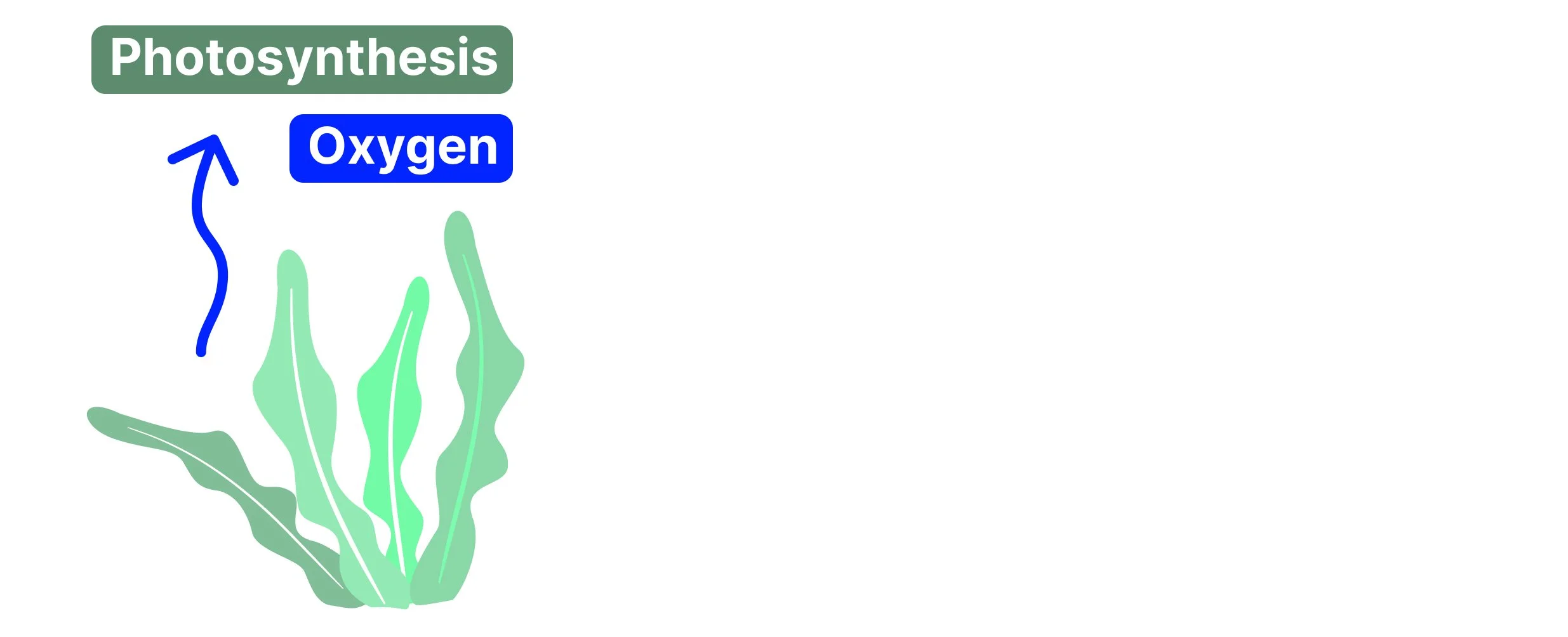A minimalist vector diagram of green aquatic algae performing photosynthesis, with a blue arrow showing the release of oxygen gas into the atmosphere.