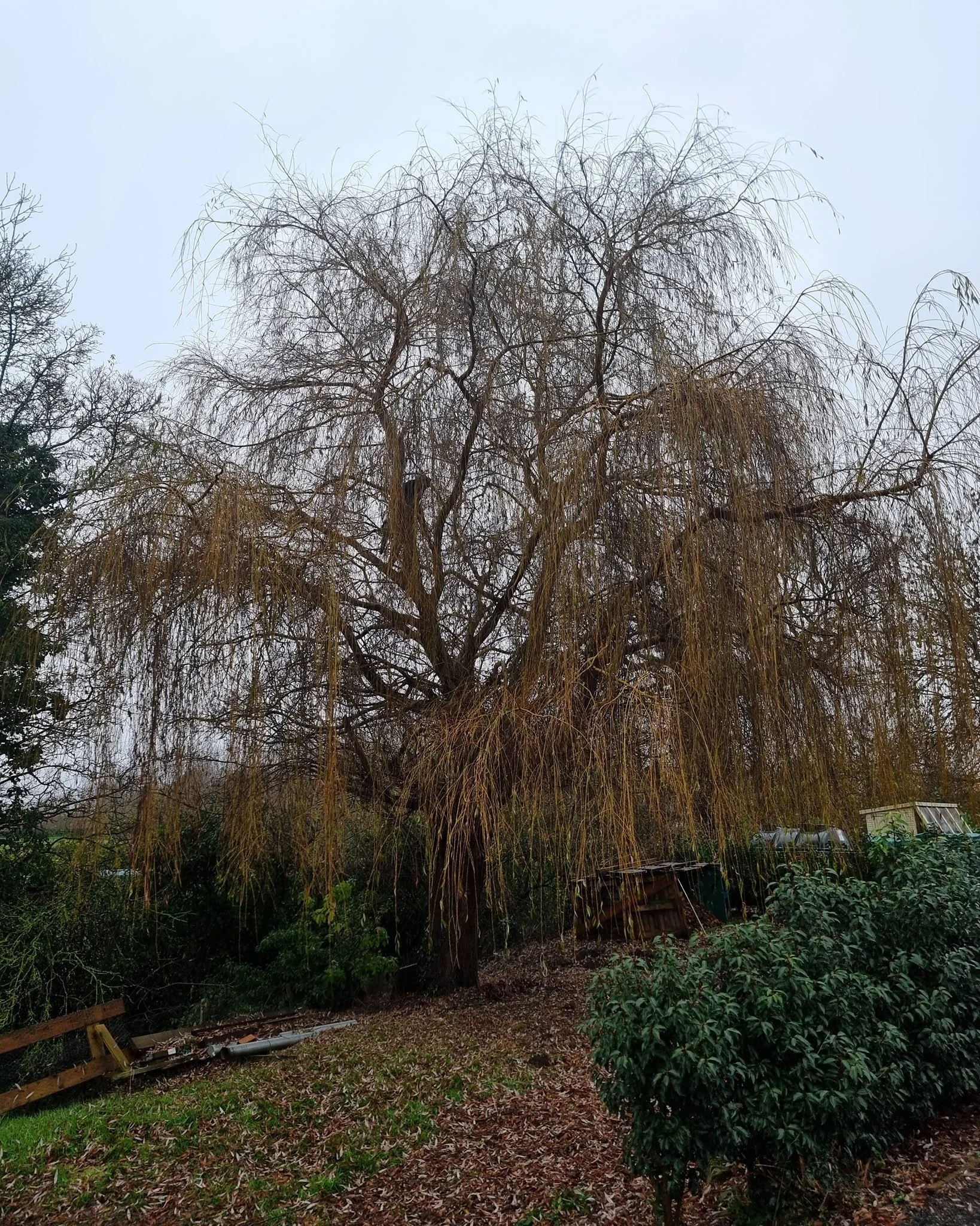 Pollarding this willow tree to allow more light within the garden 🔆

Fully insured and qualified 📄
Contact us now for a free quotation 📞
