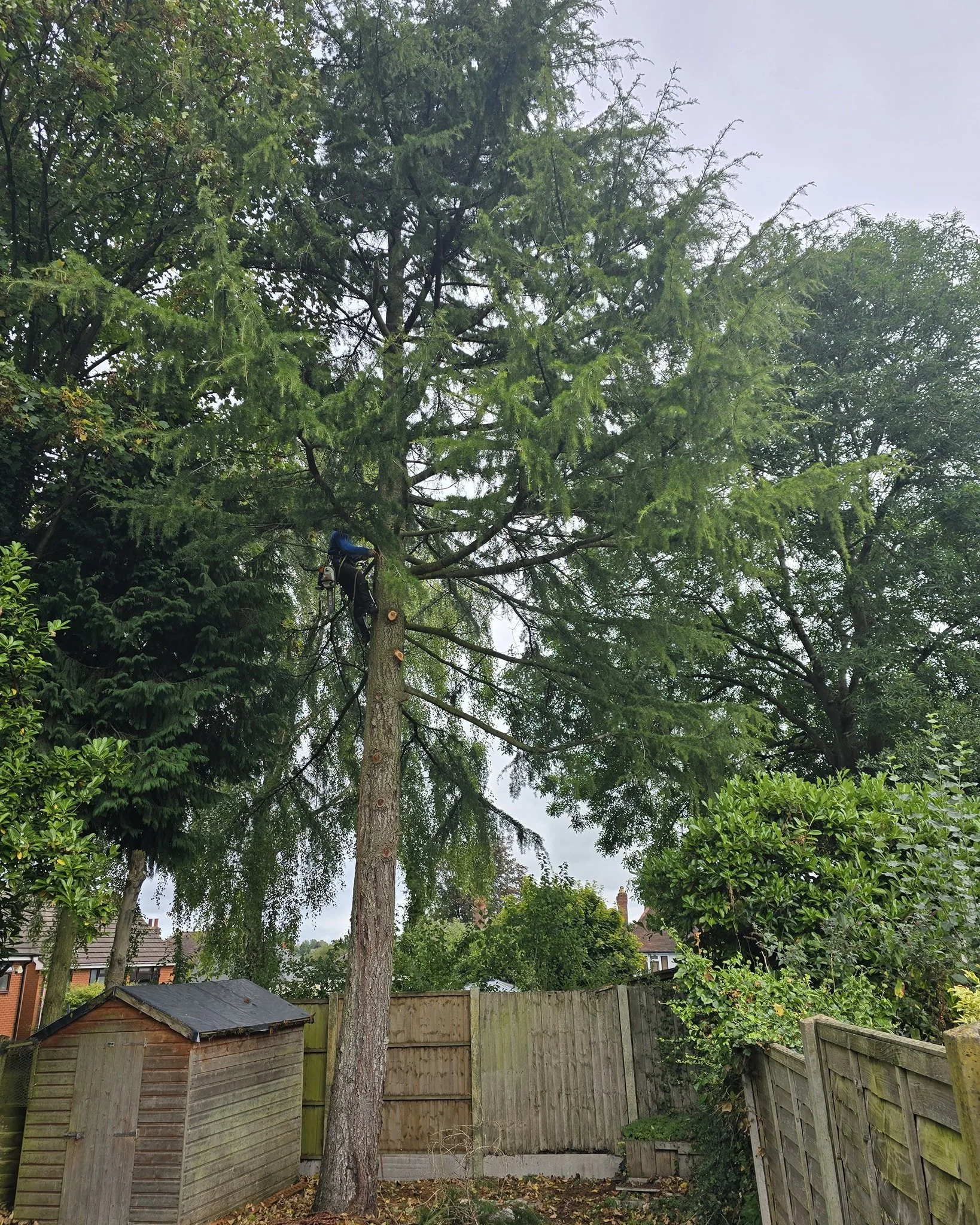 Removing this spruce tree from a small tight garden to create alot more space and light for our customer 🔆

Fully insured and qualified 📄
Contact us now for a free quotation 📞