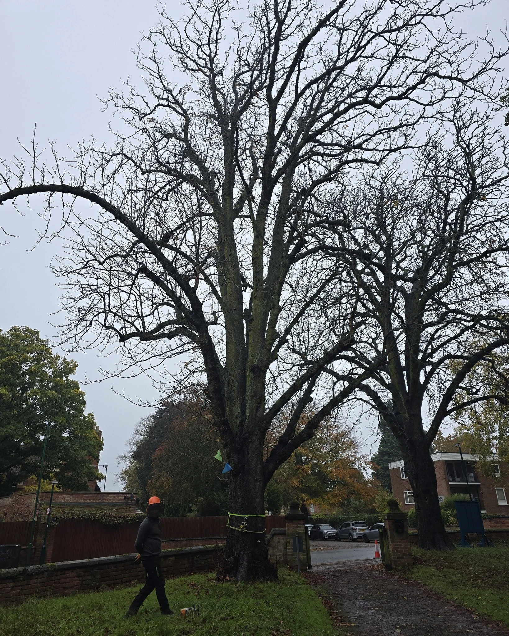 Large Horsechestnut dismantle which was deemed as dangerous and diseased after our tree survey.

Call us now for a free quotation or tree surveys 📞
Fully insured and qualified 📄