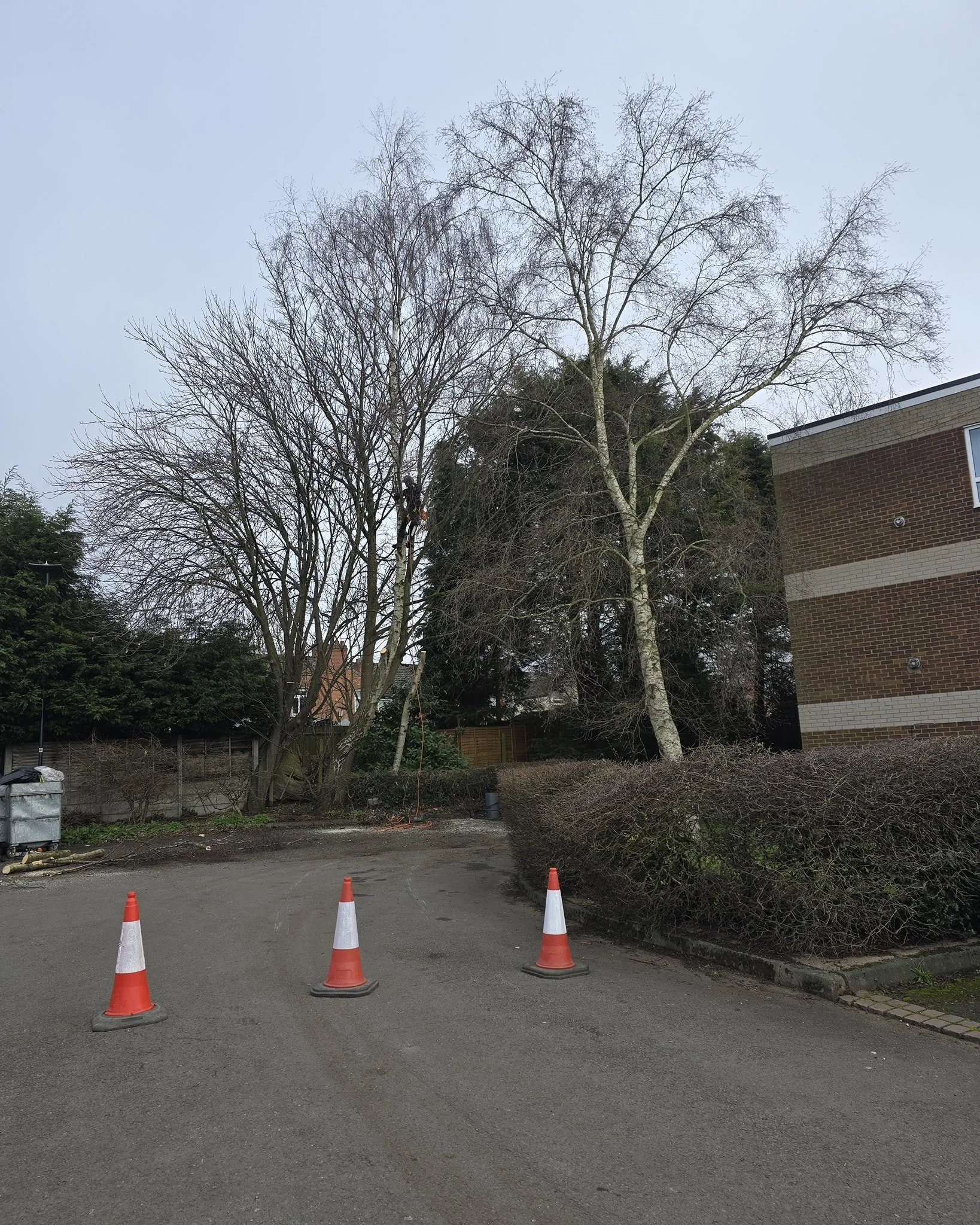 Silver birch fell and another just to target prune✂️
Another one of our commercial sites we look after.

Contact us now for a free quotation 📞
Fully insured and qualified 📄