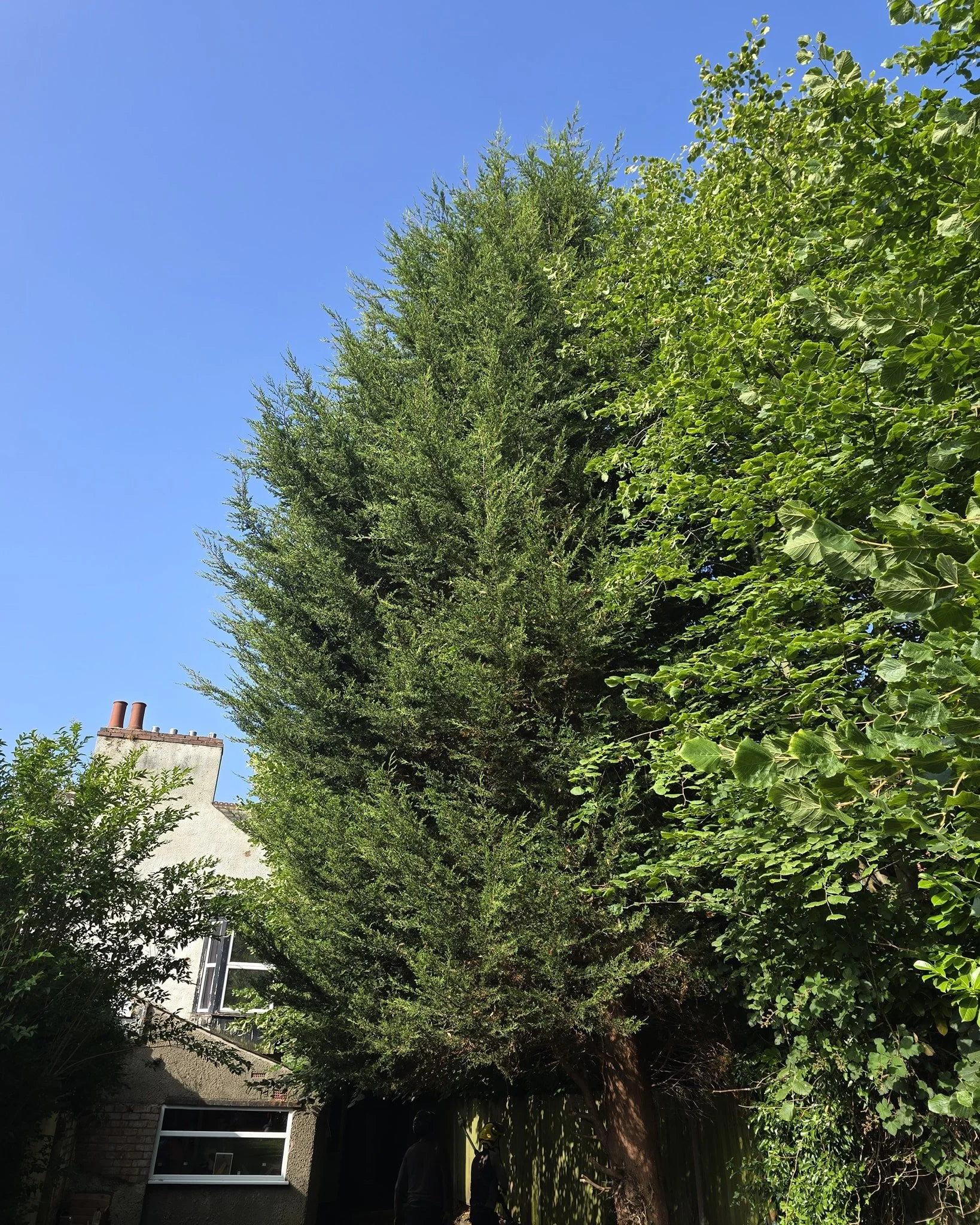 Felling of a large conifer and cutting back the neighbour's Lime trees to create alot more light for our customer 🌞

Contact us now for a free quotation 📞
Fully insured and qualified 📄
