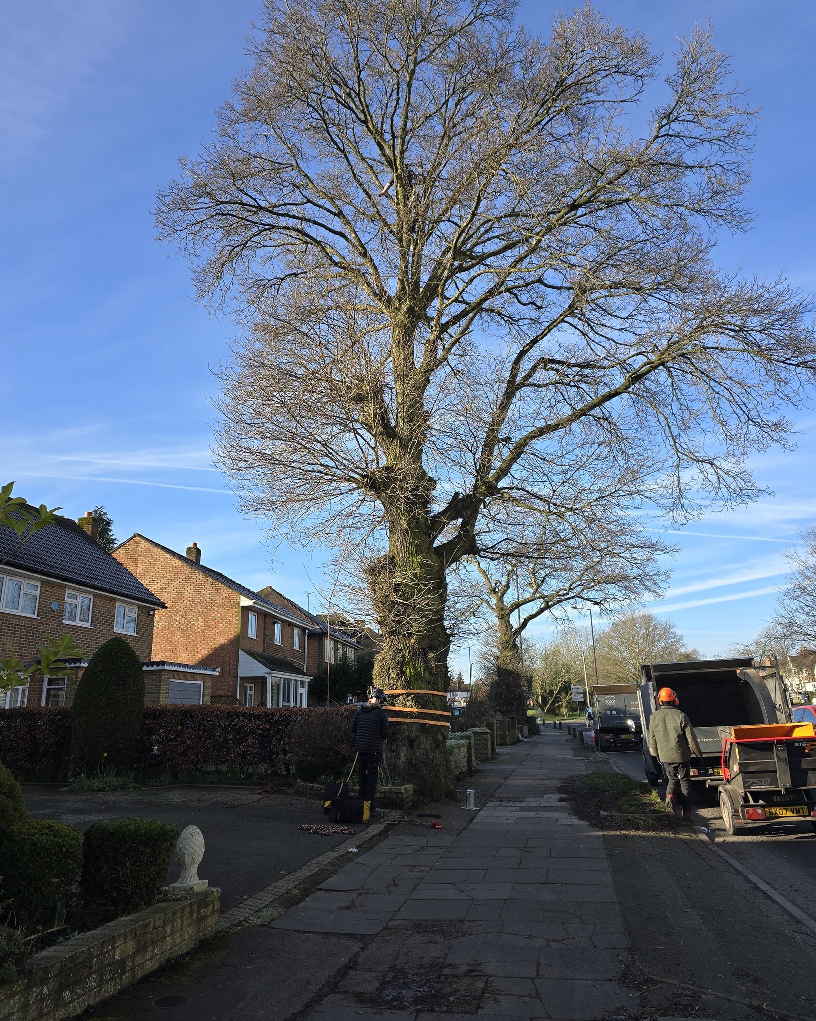 Large oak dismantle due to causing subsidence to the property 👎🏻

Fully insured and qualified 📞
Call us now for a free quotation 📄
All waste removed from site ✅