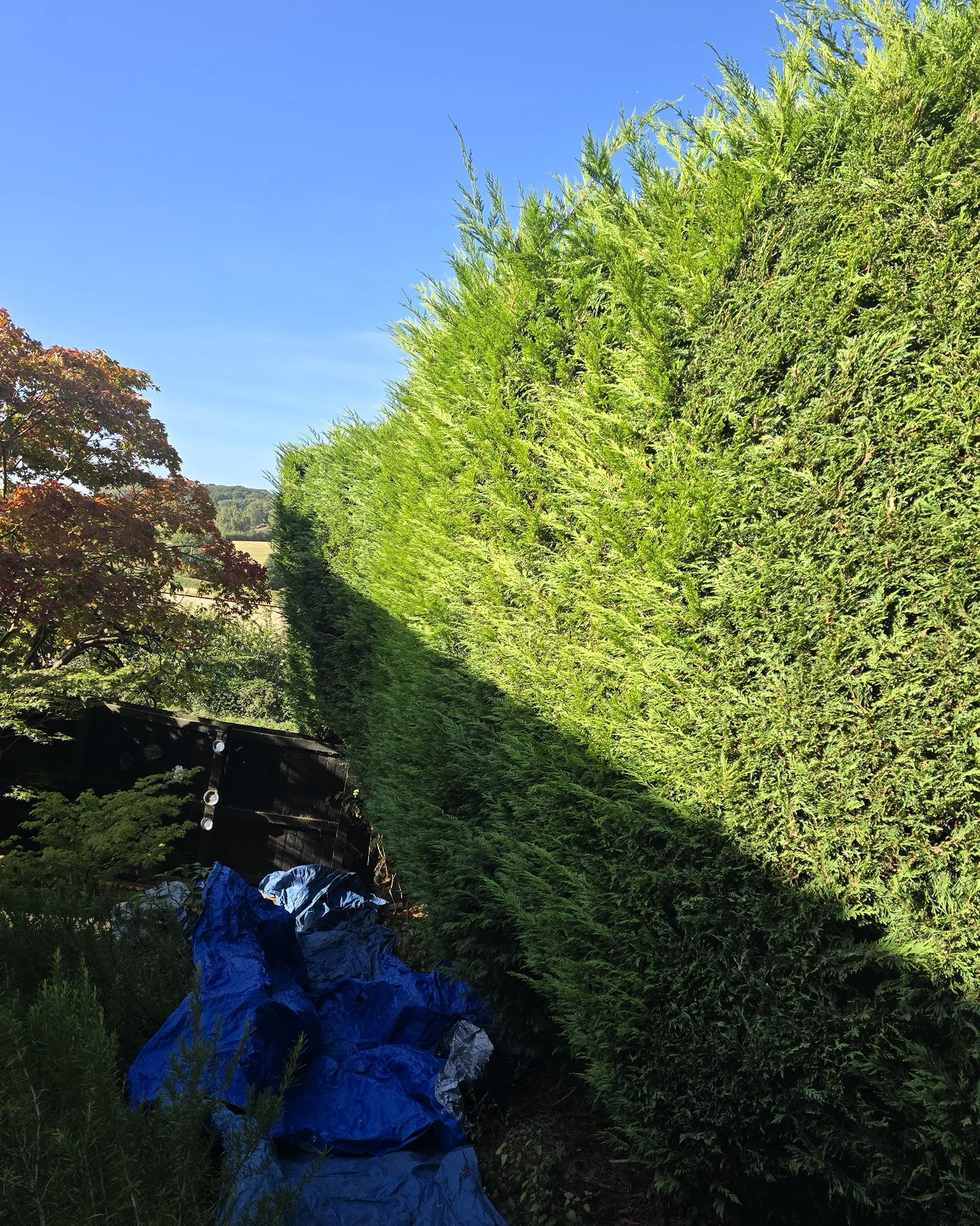 Another yearly trimming job✂️ and another happy customer booked in already for next year 👏🏻

Contact us now for a free quotation 📞
Fully insured and qualified 📄