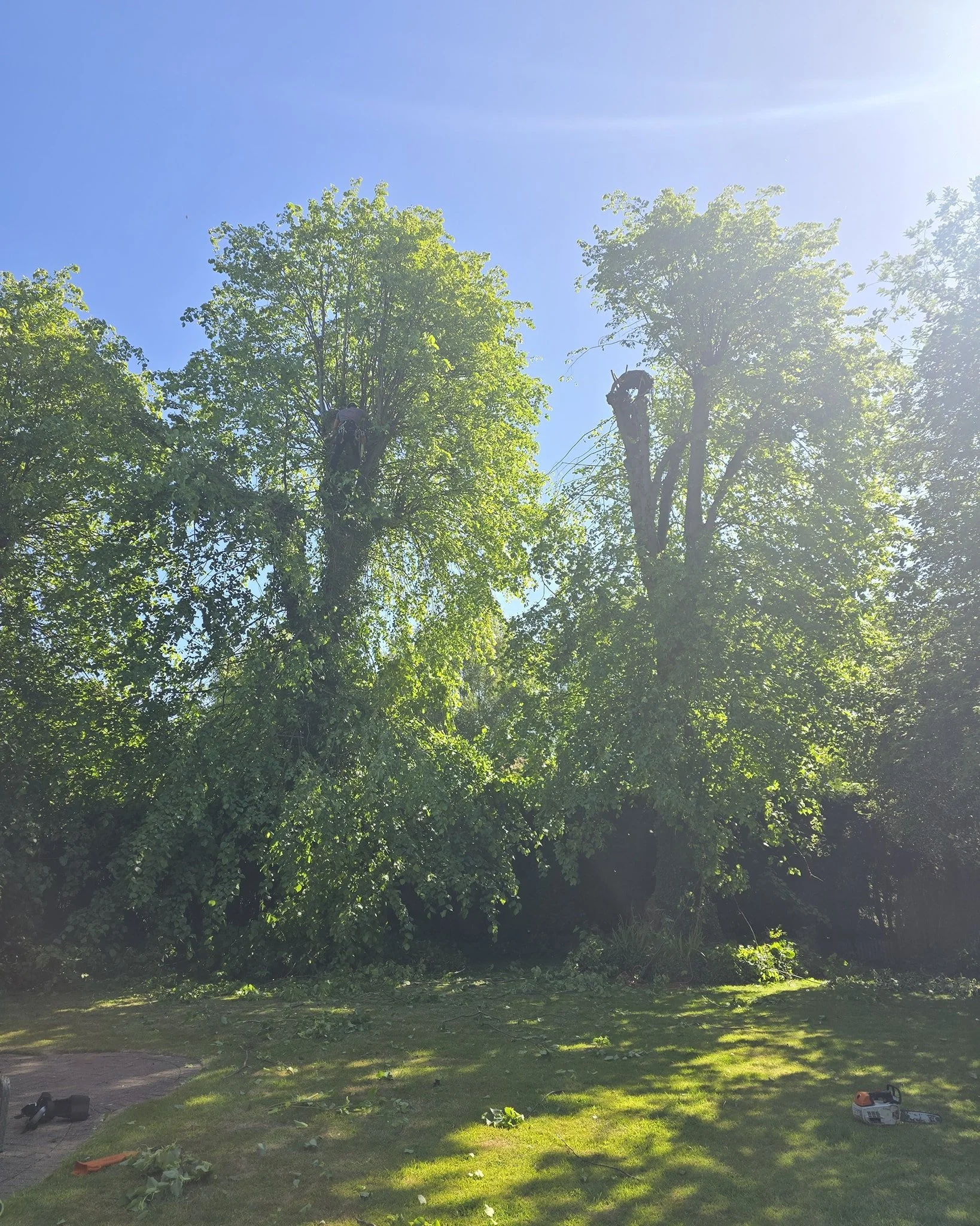 Some mature Lime trees being Re-Pollarded back to old points

Call us now for a free quotation 📞
Fully insured and qualified 📄