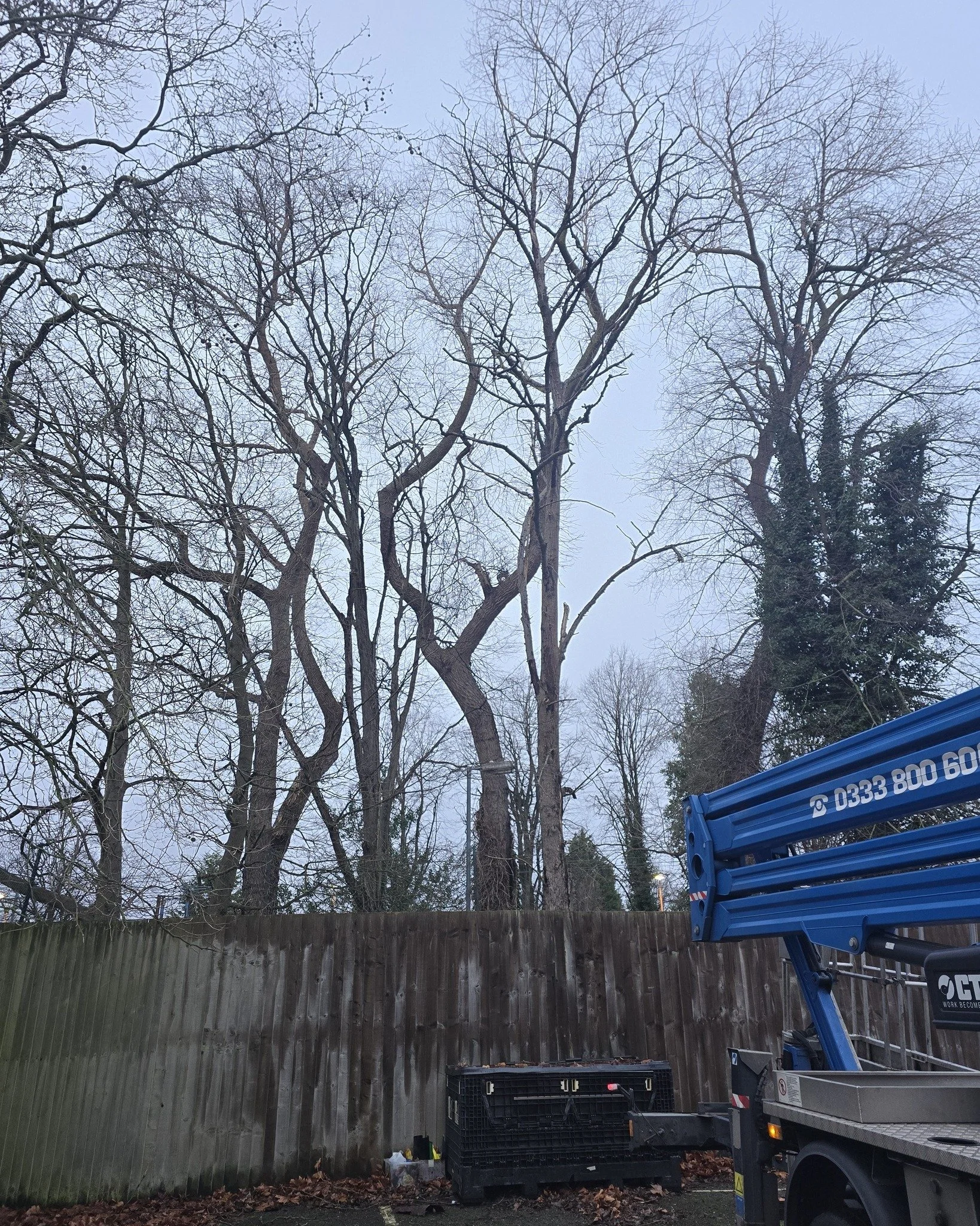 Dismantling this mature dead lime tree located within a school

Contact us now for a free quotation 📞
Fully insured and qualified 📃