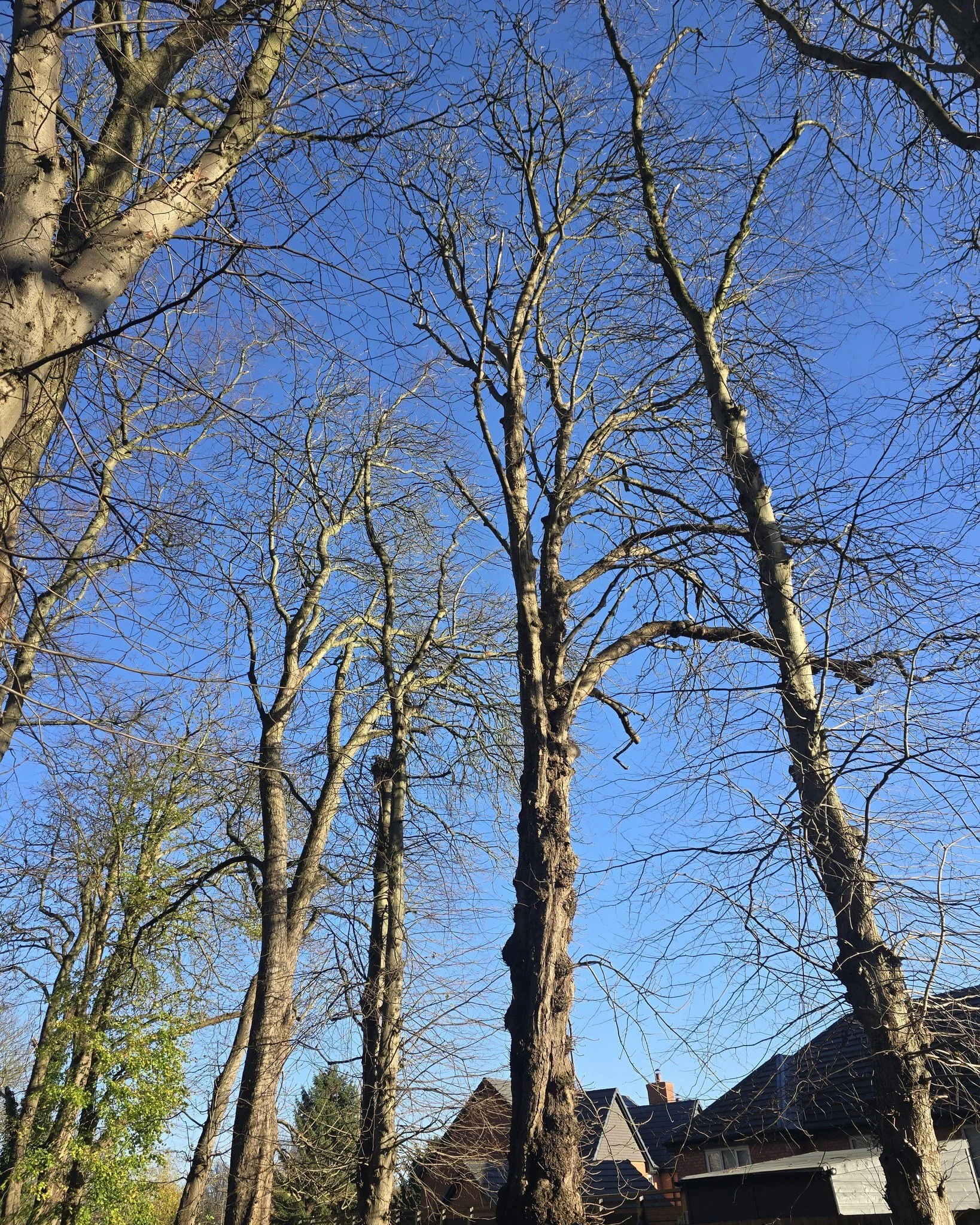 A large Horsechestnut takedown for another one of our commercial sites.
Timber asked to stay on site ✅ 

Contact us now for a free quotation 📞
Fully insured and qualified 📃