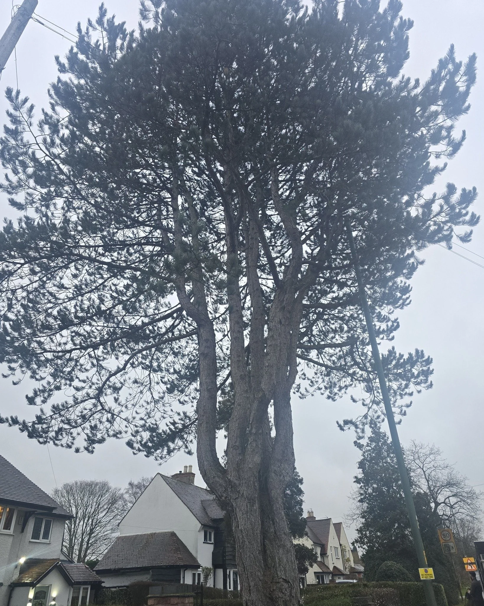 Large Pine dismantle 🌲 over a busy road on a small driveway. 

Call us now for a free quotation 📞 
Fully insured and qualified 📃
