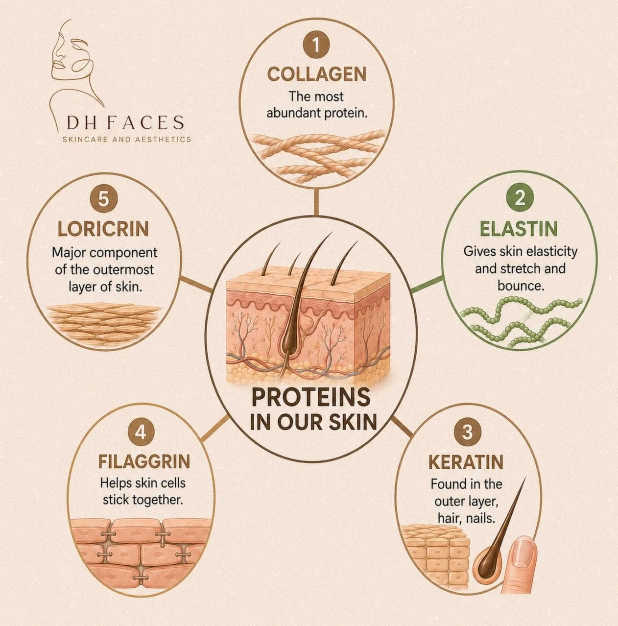 What can we do if any of these deplete over time?? DM me your questions to find out helpful lifestyle hacks and skin treatments ✨PUT THESE PROTEINS BACK INTO YOUR SKIN! 
💖#AestheticsLondon
💖 #Skinanatomy
💖 #KnowledgeIsPower
💖 #FacialBalancing
💖 