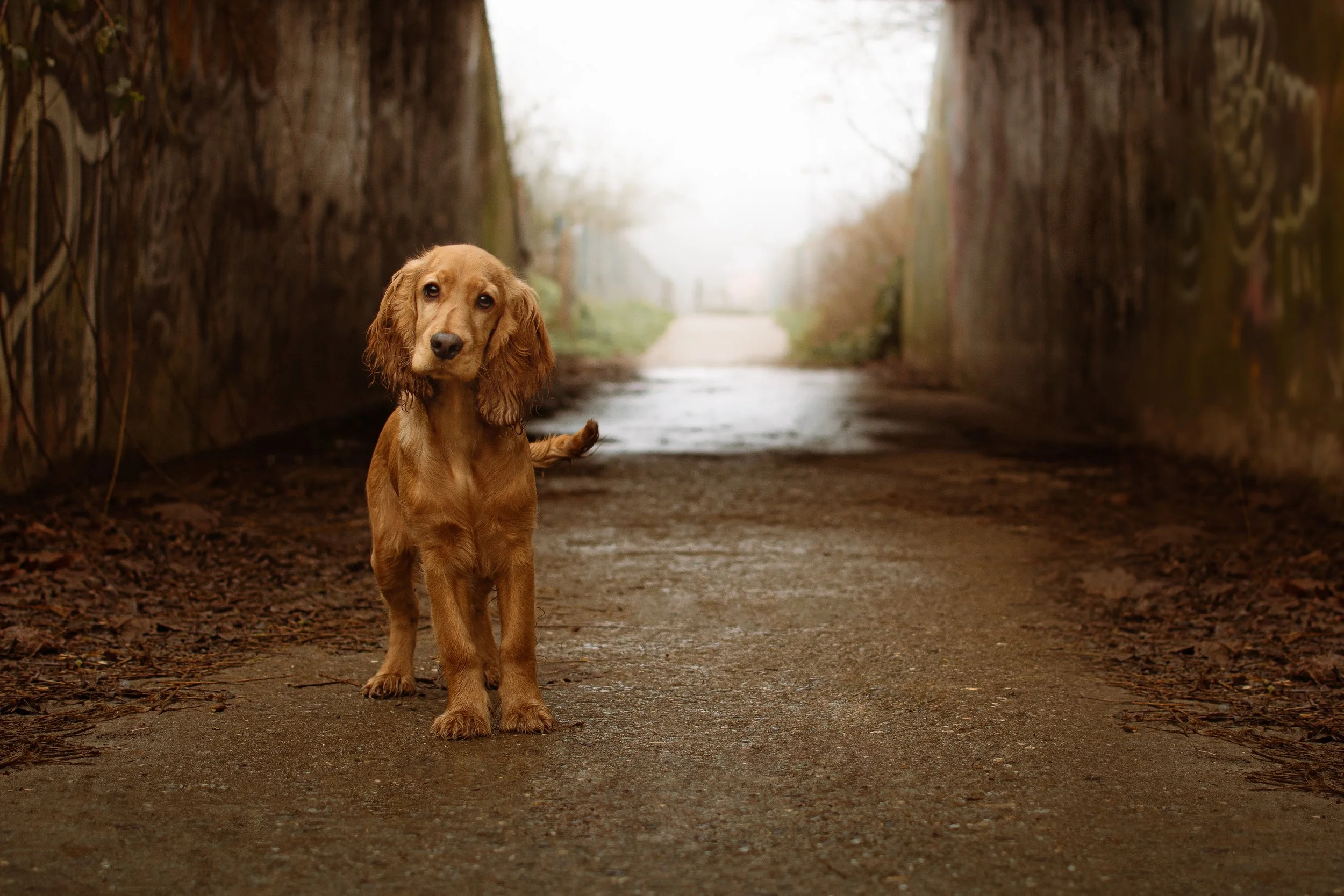 Un chien de race Cocker Spaniel, debout sur un sentier devant un petit tunnel en campagne, avec des murs en pierre de chaque côté et une lumière douce en arrière-plan.