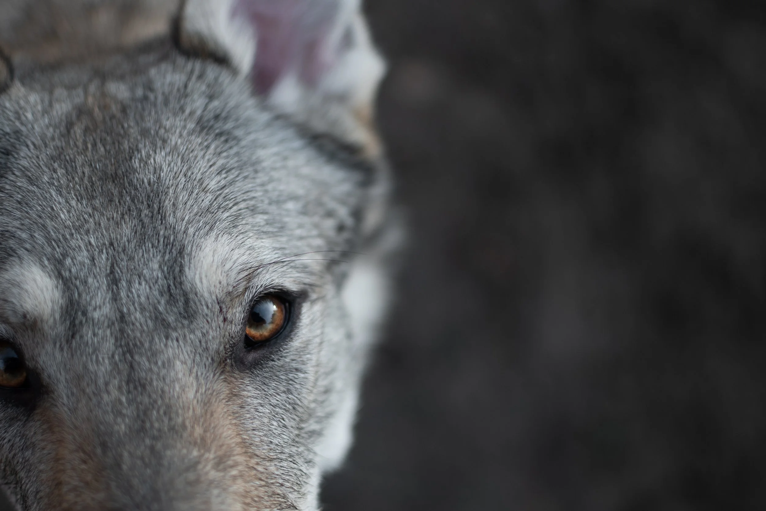 Un visage de chien-loup tchèque, montrant un seul œil brun et des détails de fourrure gris et blanc, contre un fond sombre.