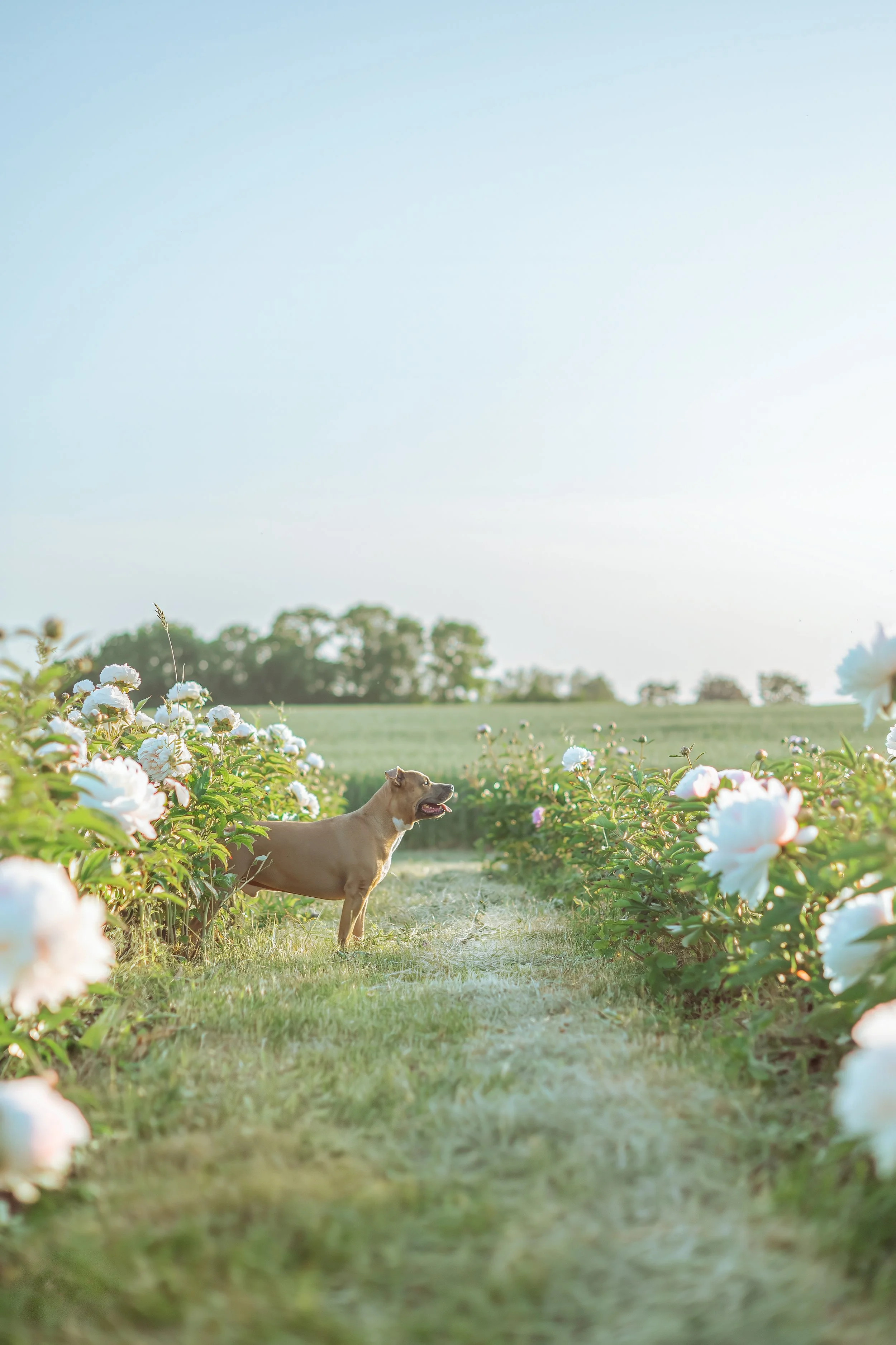 Un chien Staffordshire Bull Terrier beige se trouve dans un champ de fleurs blanches, entouré de plantes verdoyantes et d'arbres au loin, par une journée ensoleillée.