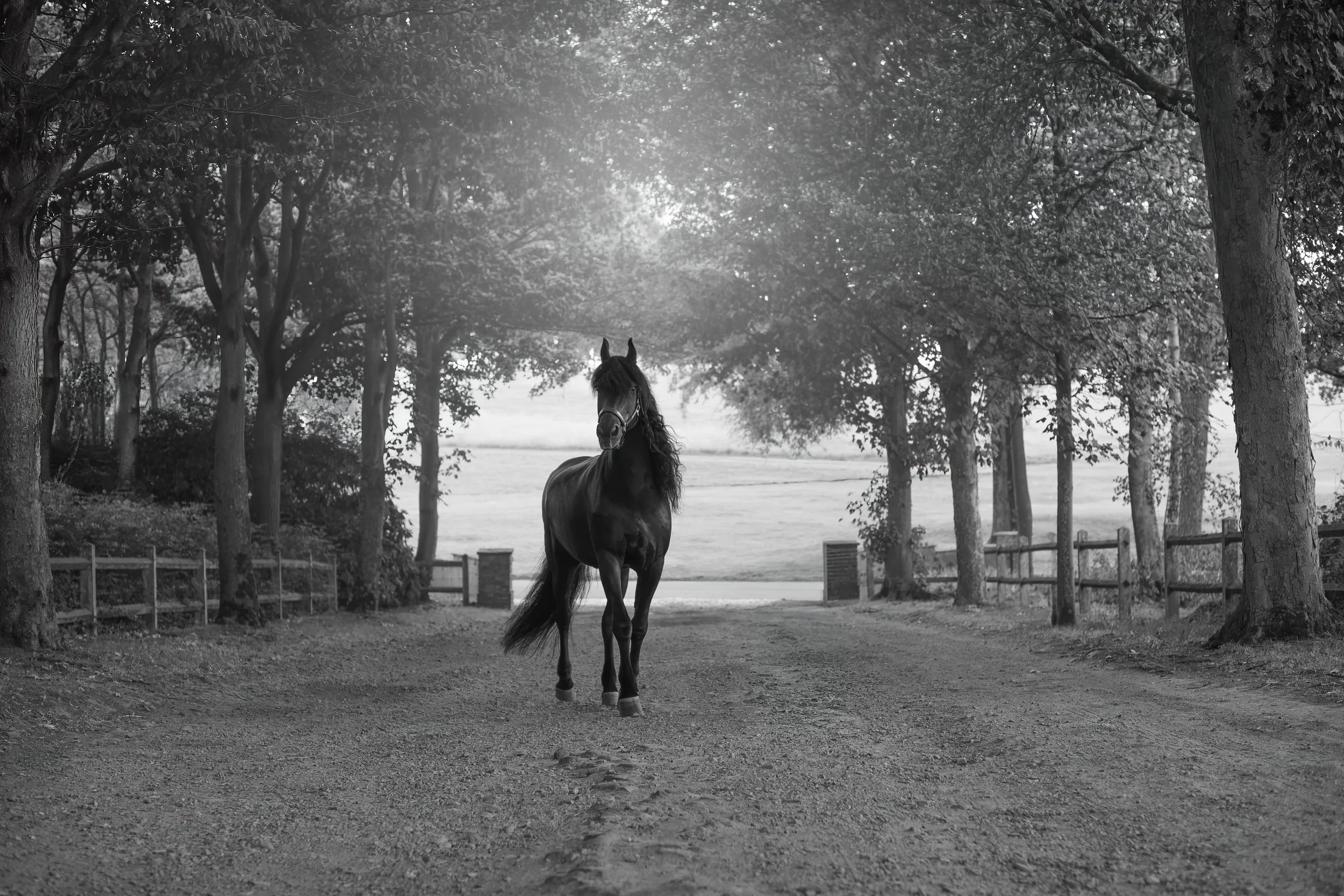 Un cheval noir marche dans une allée bordée d'arbres aux feuilles épaisses, en noir et blanc.