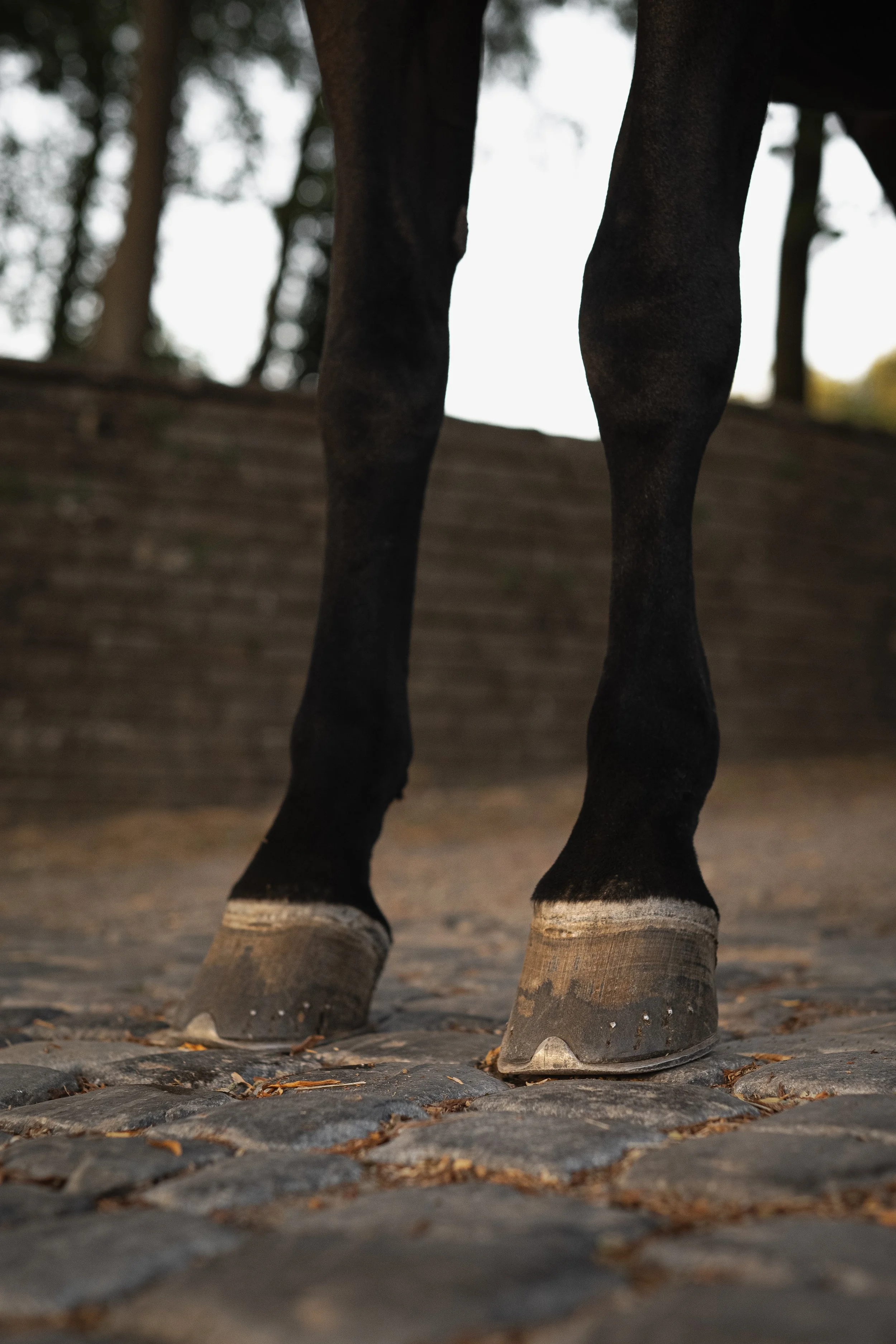 Pieds d'un cheval en close-up sur un sol pavé en pierre, avec un fond flou de nature et d'arbres.