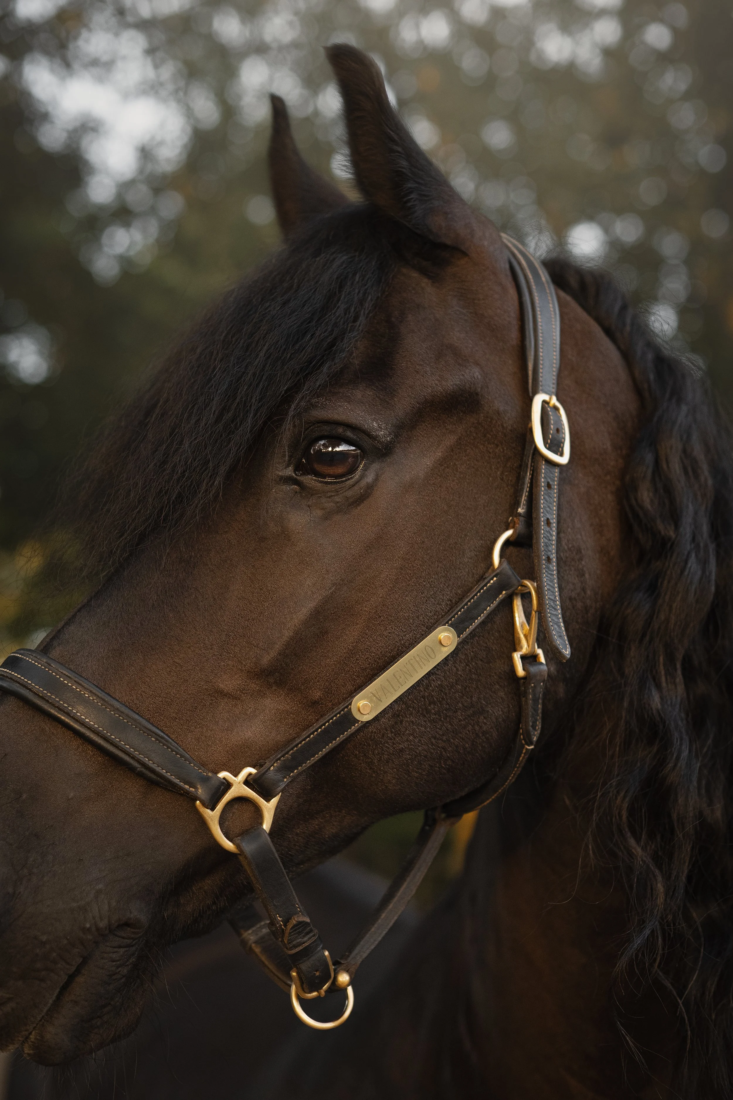 Un visage de cheval brun avec une crinière noire, portant un licol en cuir avec une plaquette portant le nom 'Valentino'.