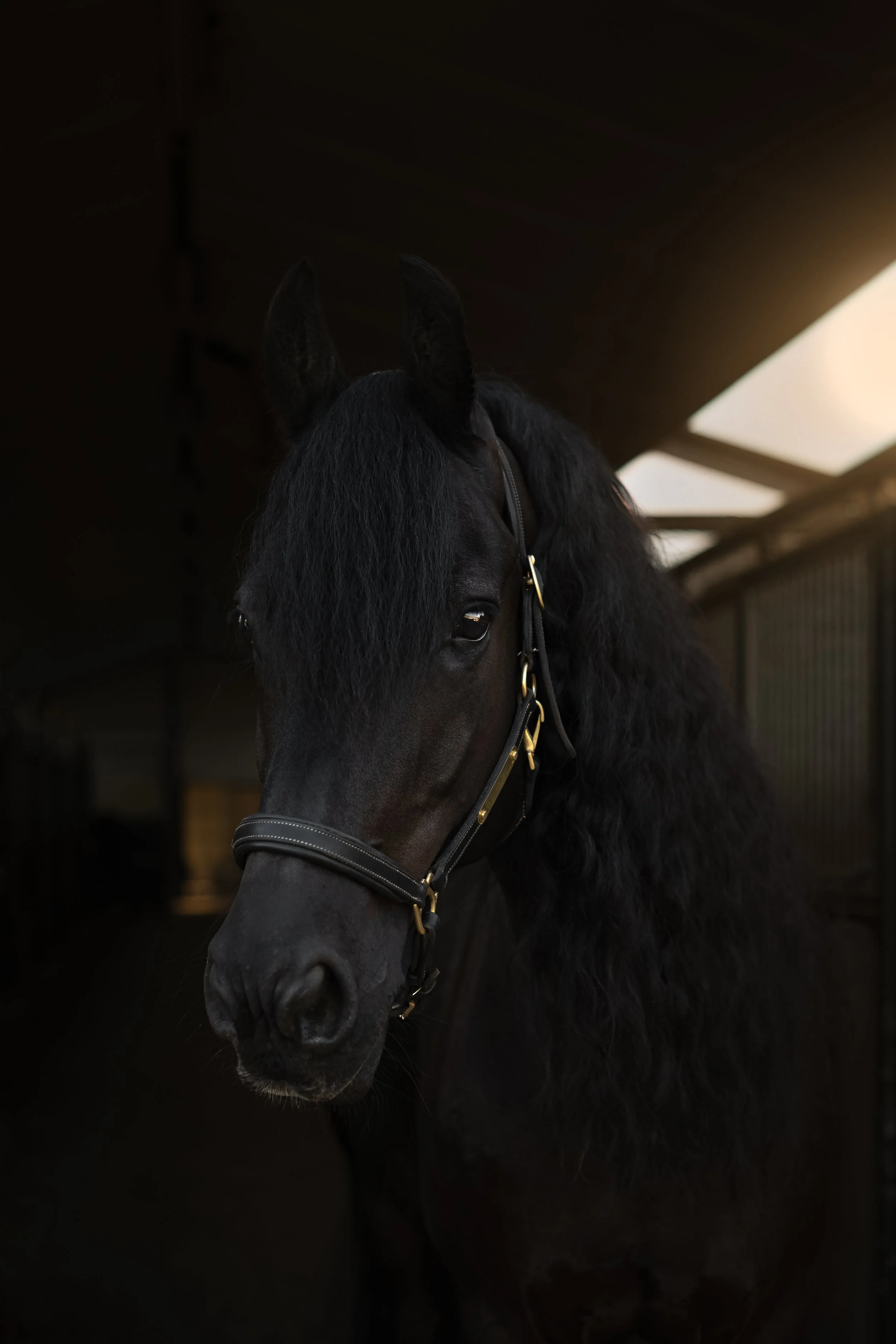 Un cheval noir avec une crinière épaisse dans un box ou une écurie, sous une lumière tamisée, équipé d’un licol en cuir avec de la métallerie en or.