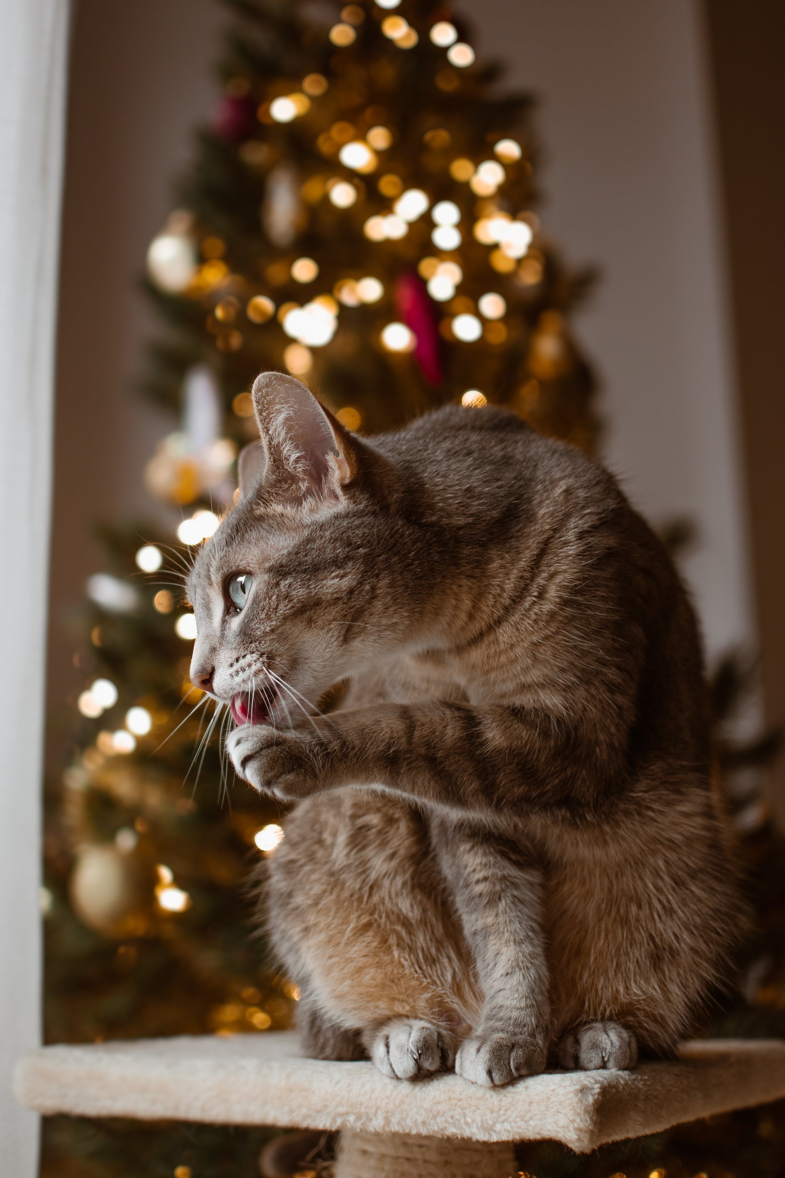 DSC_0060-Modifier.jpg