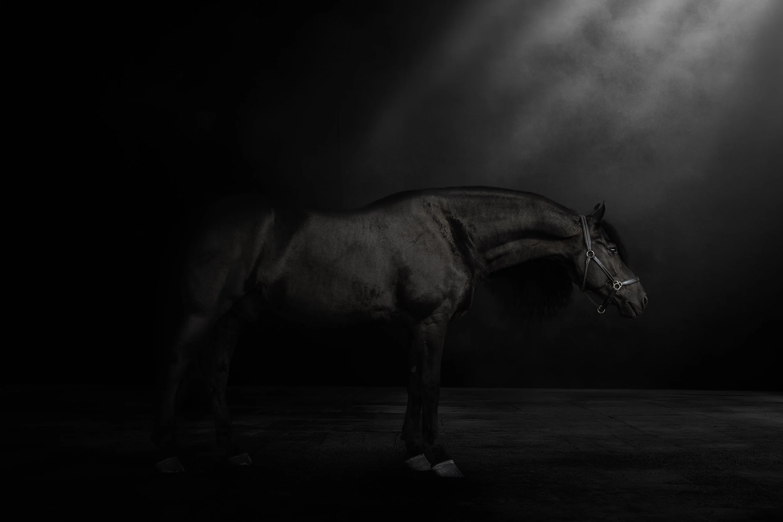 Un cheval noir dans une pièce sombre, avec une lumière douce venant du haut