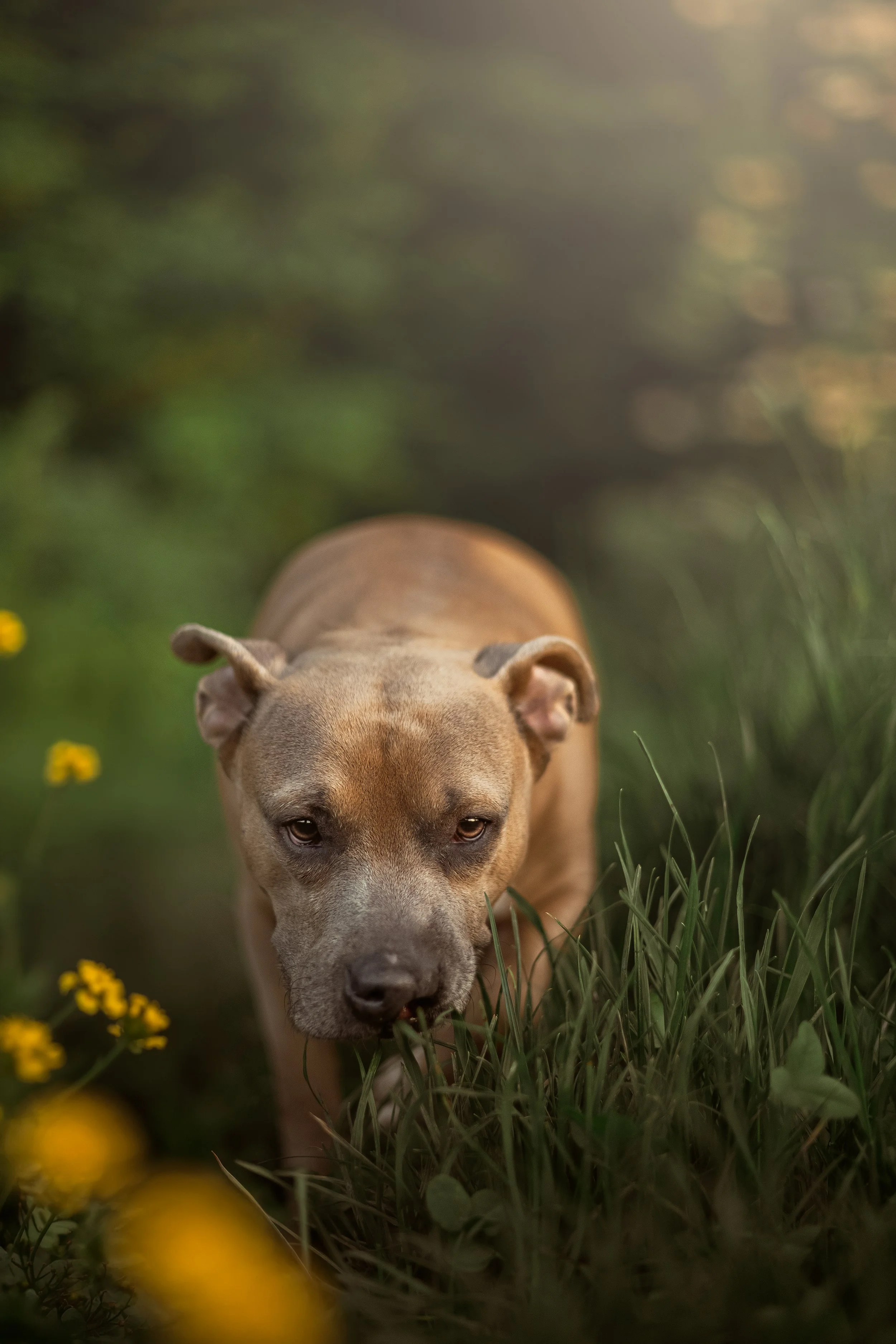 Un chien Staffordshire Bull Terrier marchant dans un champ avec de l'herbe verte et des petites fleurs jaunes, le visage du chien est en gros plan.