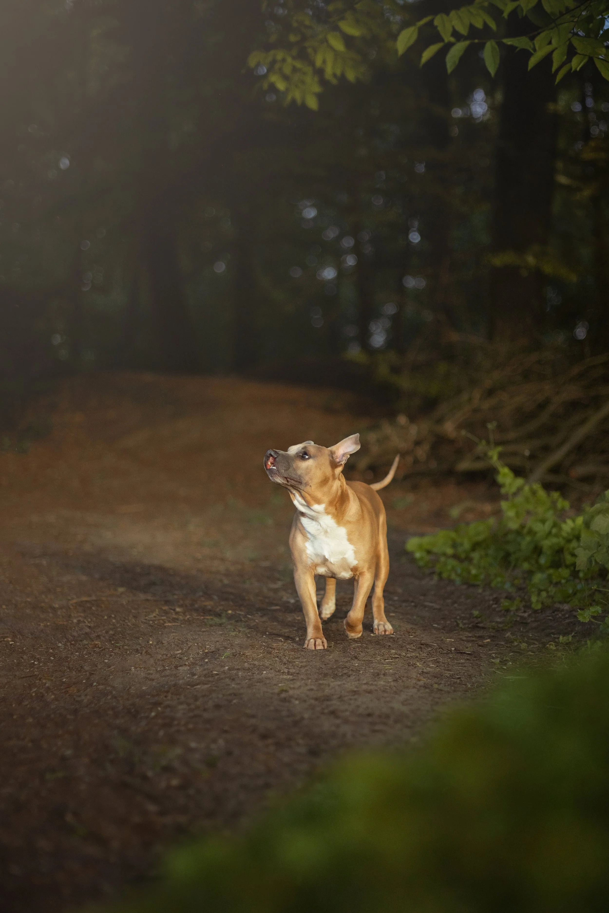 Un chien Staffordshire Bull Terrier beige avec une tache blanche sur la poitrine, courant sur un sentier forestier.