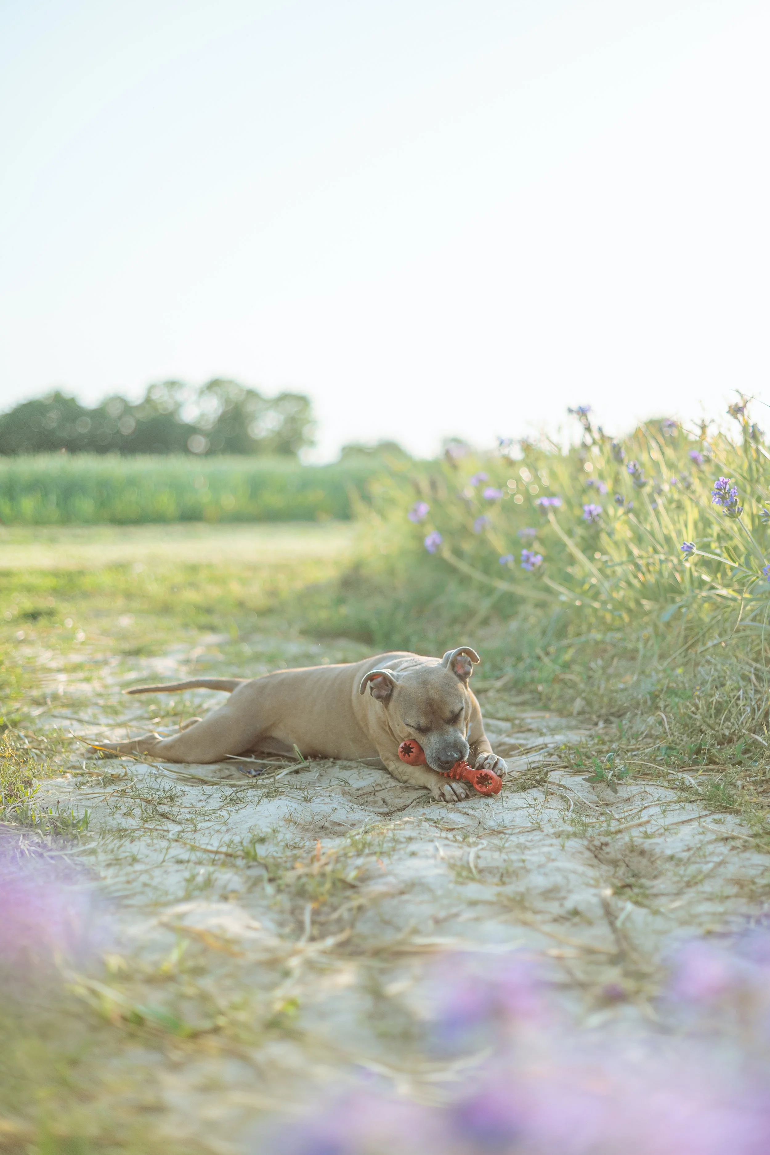 Un chien Staffordshire Bull Terrier allongé sur le sol dans un champ herbeux, jouant avec un jouet rouge. En arrière-plan, des plantes avec de petites fleurs violettes et un ciel clair.
