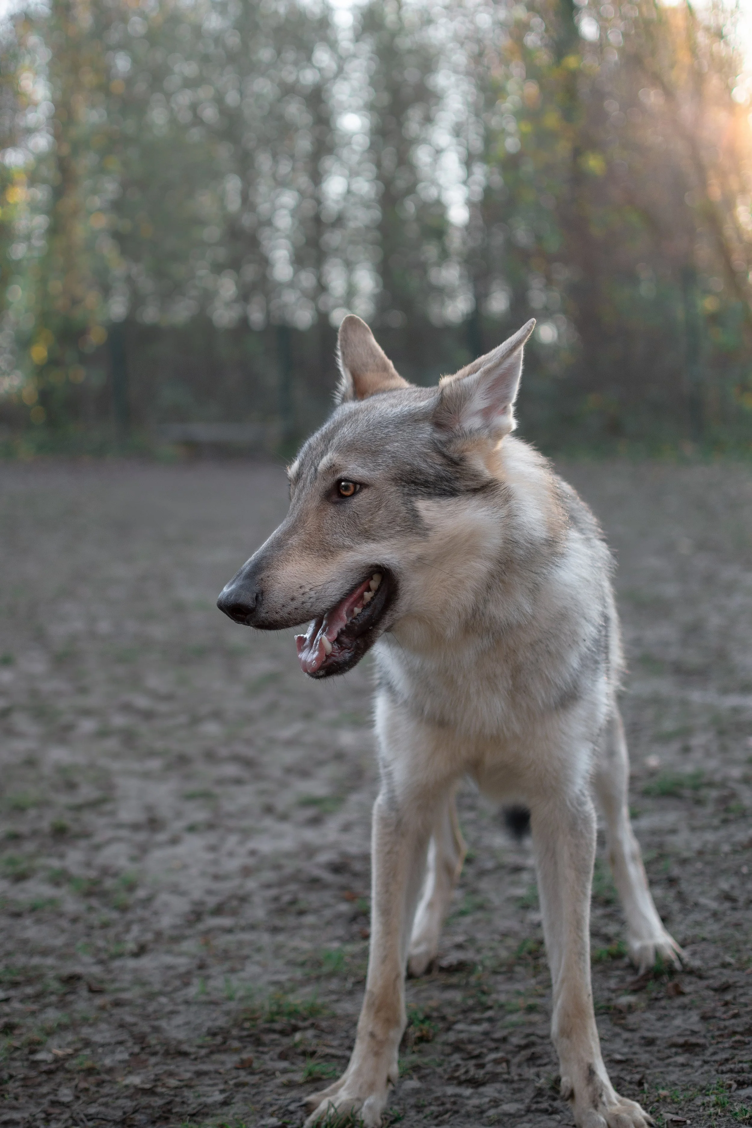 Un chien de race Chien-Loup Tchèque debout dans un espace extérieur avec des arbres en arrière-plan, au coucher du soleil.