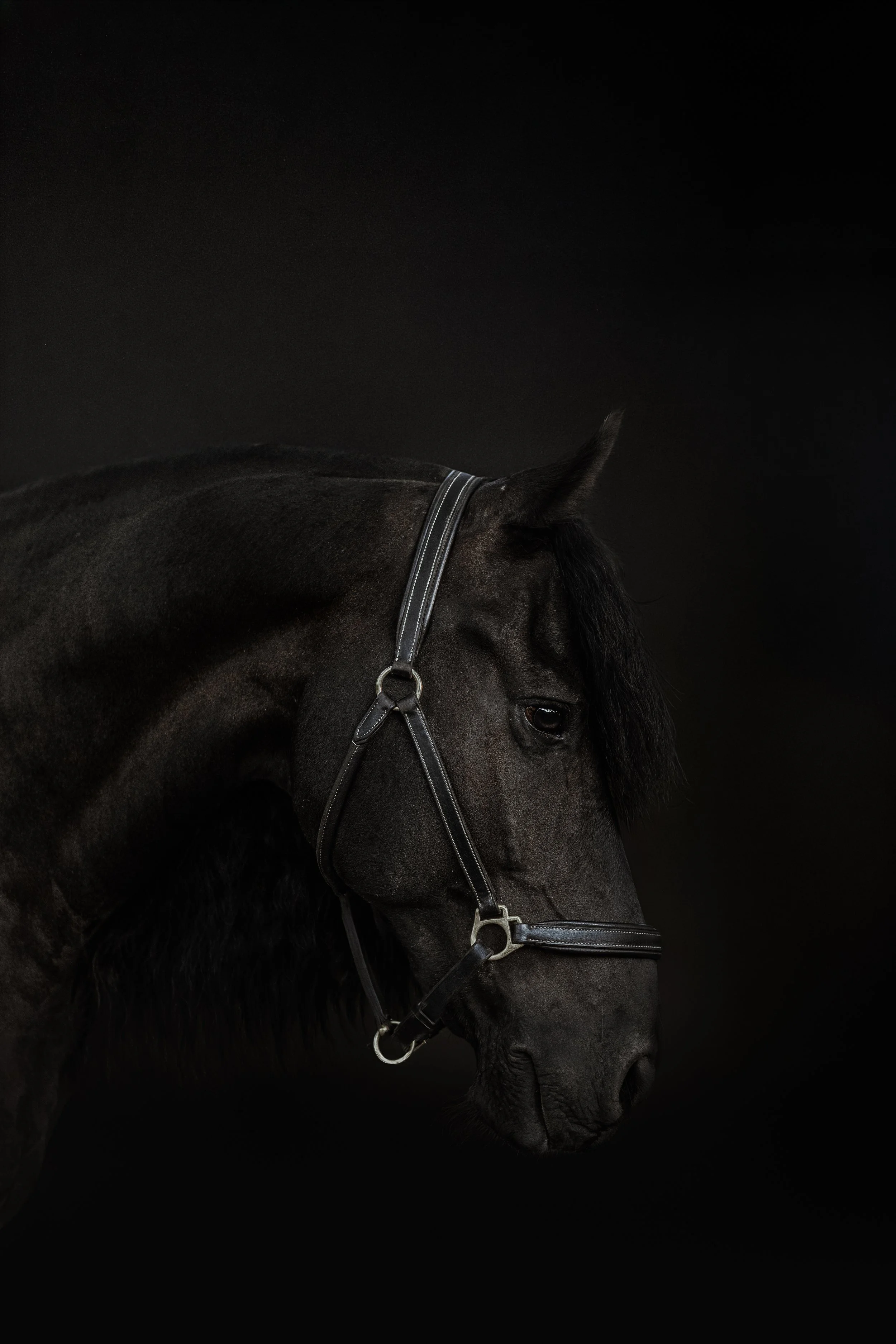 Tête d'un cheval noir portant un licol en cuir contre un fond noir.