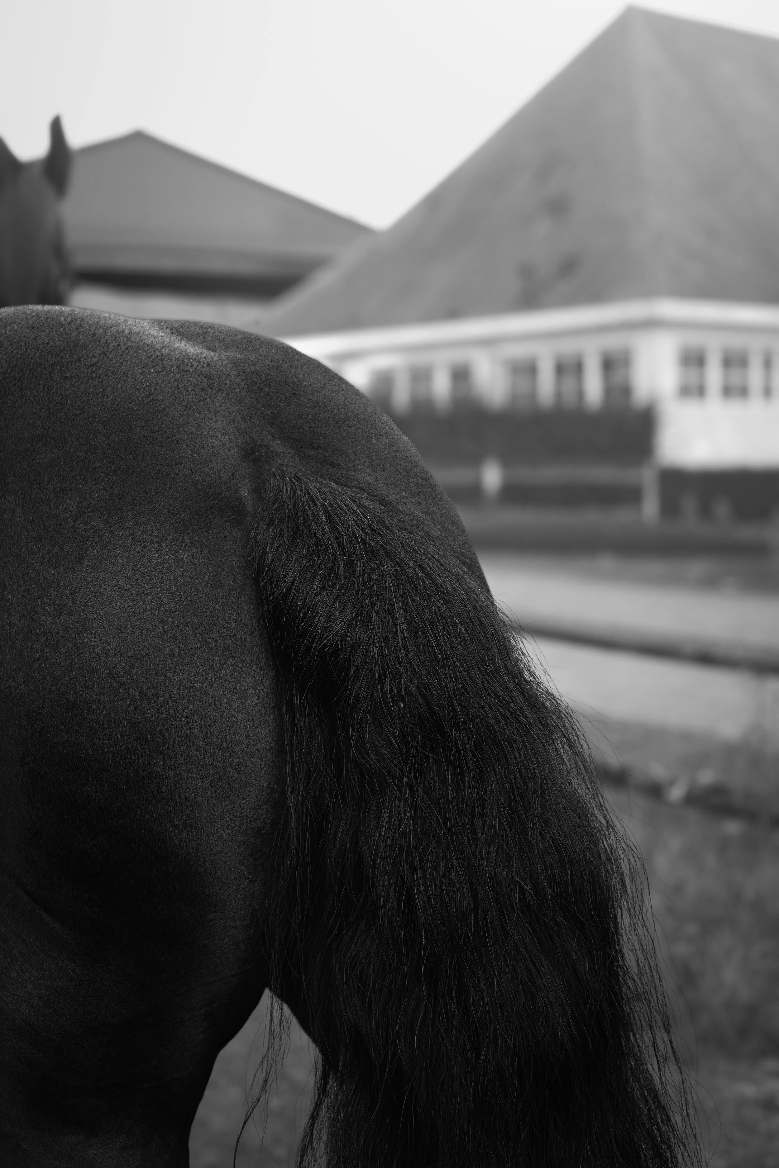 Un gros plan de la queue d'un cheval noir avec un bâtiment en arrière-plan, en noir et blanc.